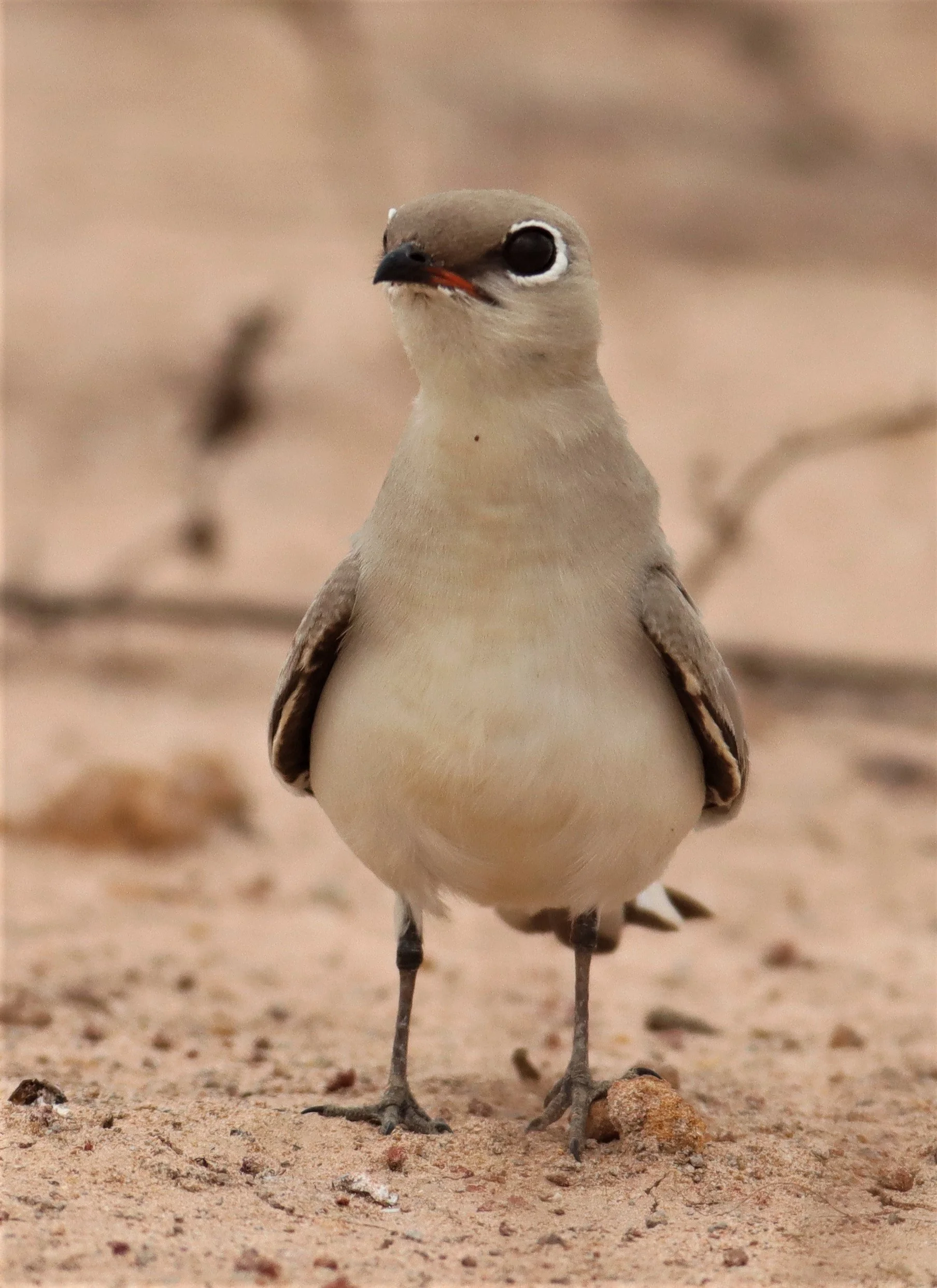 PRATINCOLE - SMALL PRATINCOLE - Glareola lactea - KABIN BURI WETLANDS 15KM OUT ON 304 (30).jpg