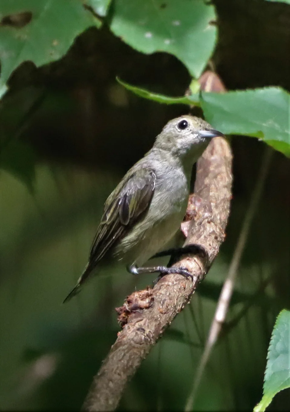 FLOWERPECKER - PLAIN FLOWERPECKER - Dicaeum minullum - DOI ANG KANG CHIANG MAI (13).jpg