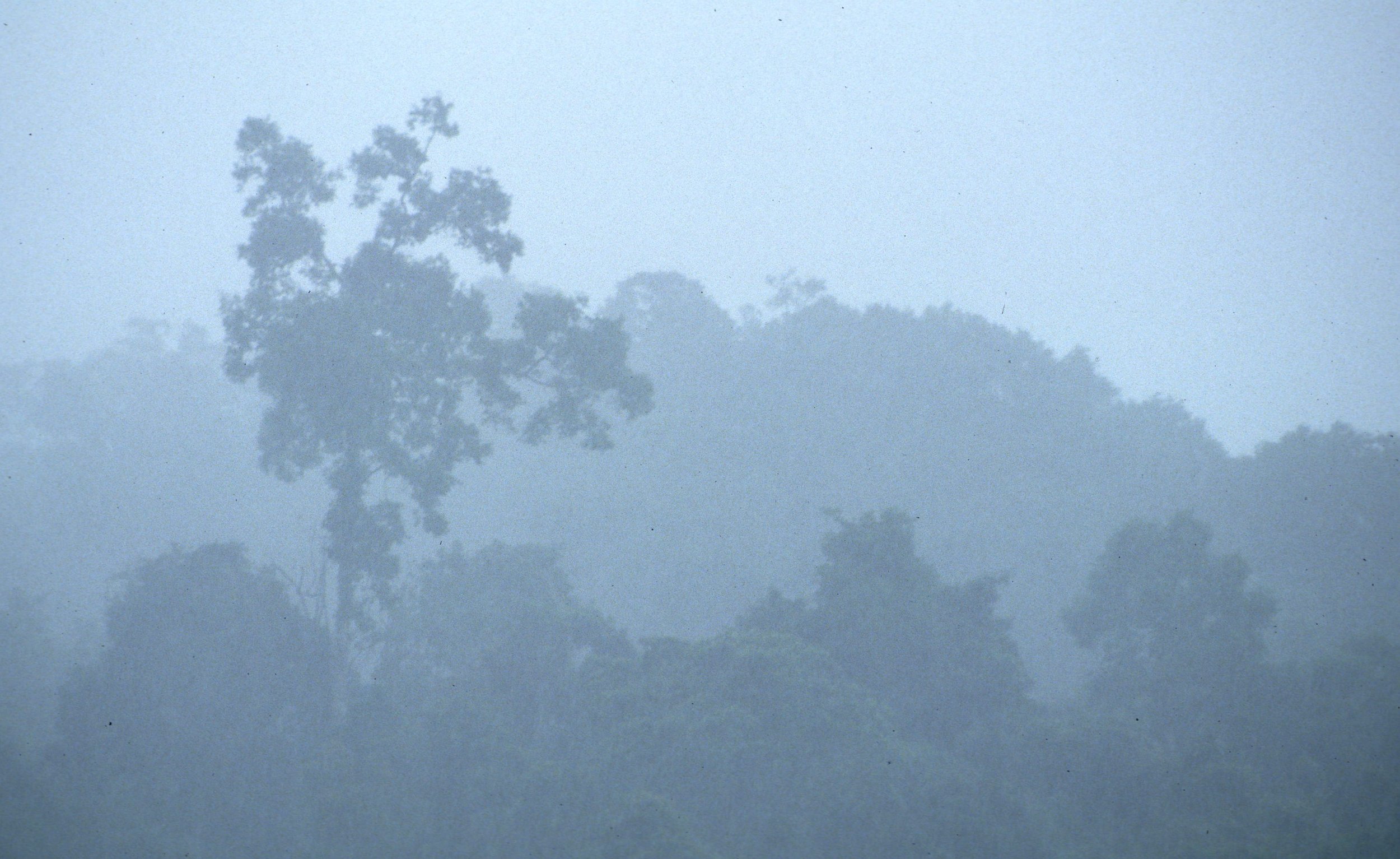 CUC PHUONG - FOREST GIANTS (2).jpg
