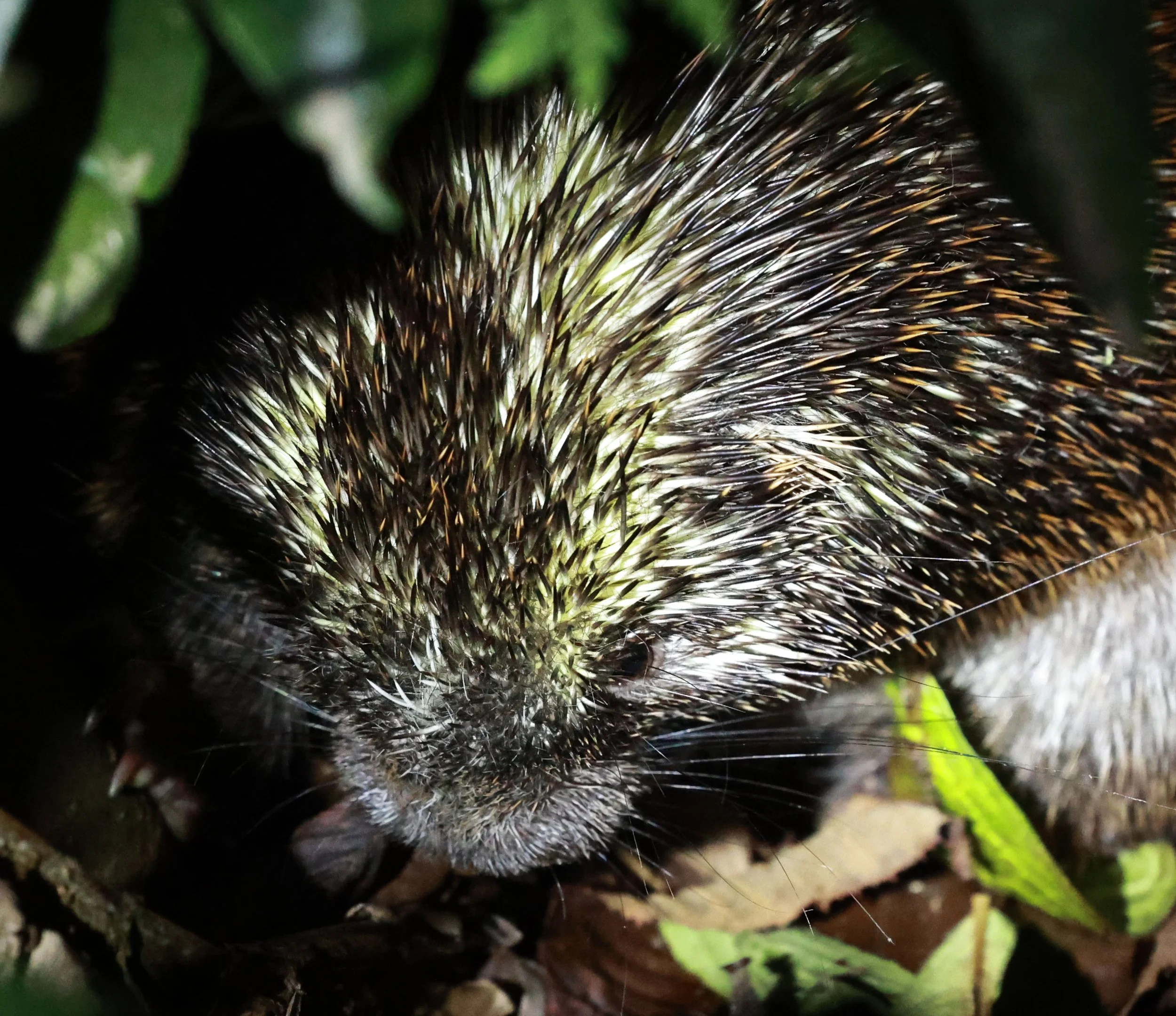 Genus Coendou. South American Porcupines — Coke Smith Wildlife