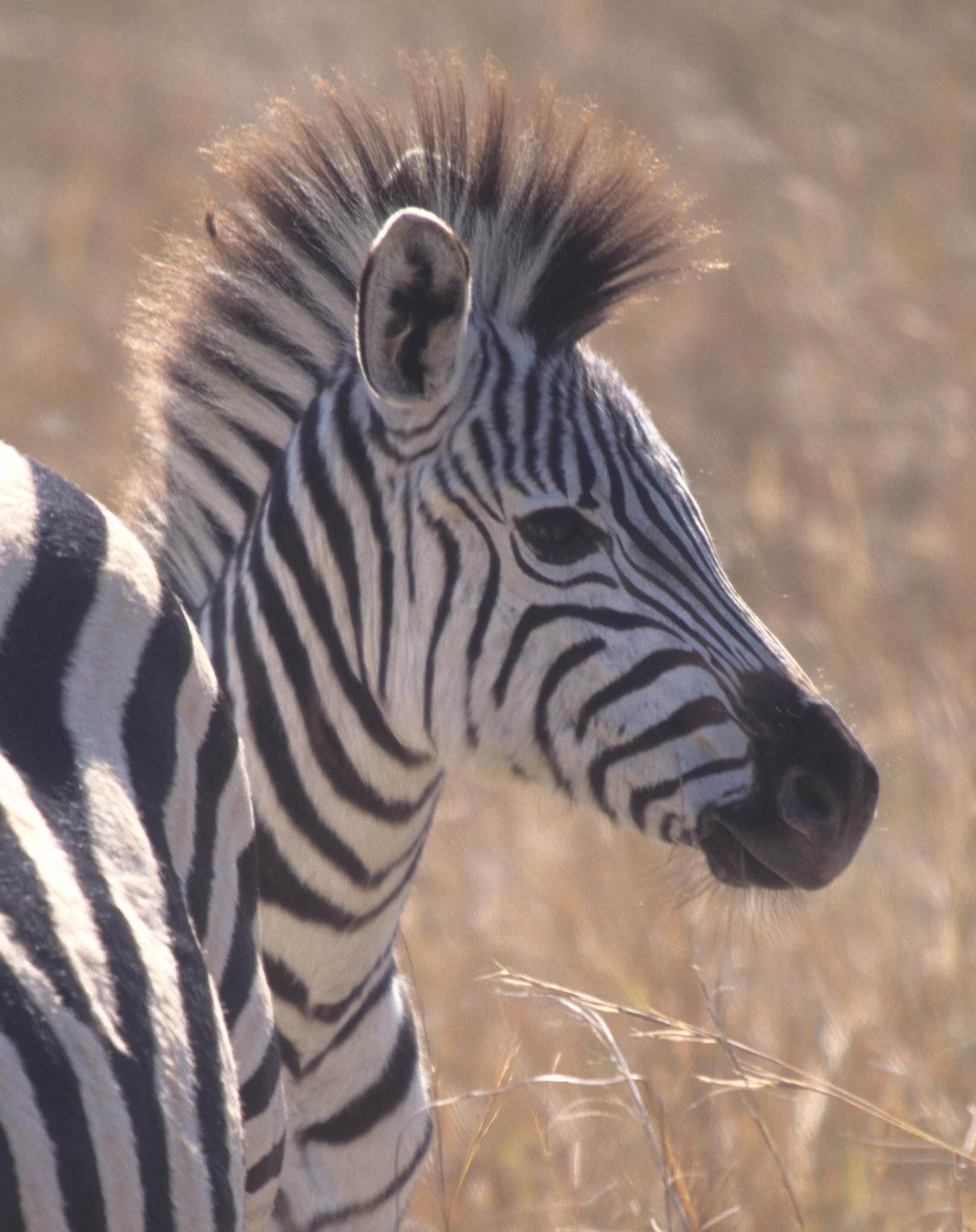 EQUIN - ZEBRA - BURCHELLS - KRUGER (4).jpg