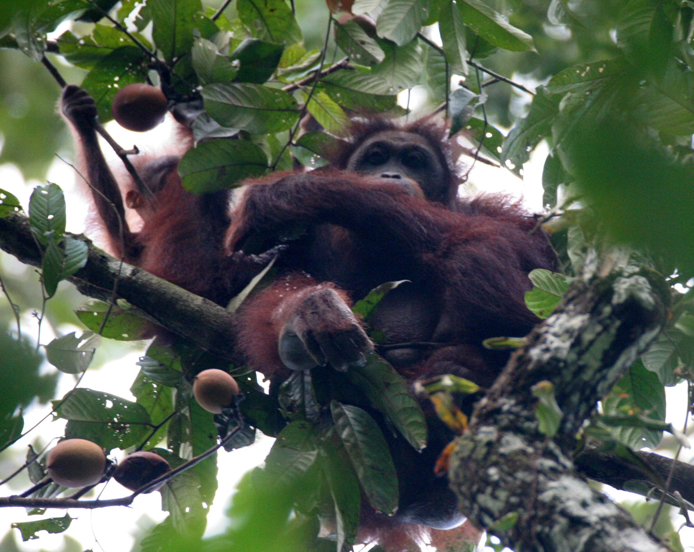 HOMINIDAE - Pongo pygmaeus morio - DANUM VALLEY BORNEO  (16).JPG
