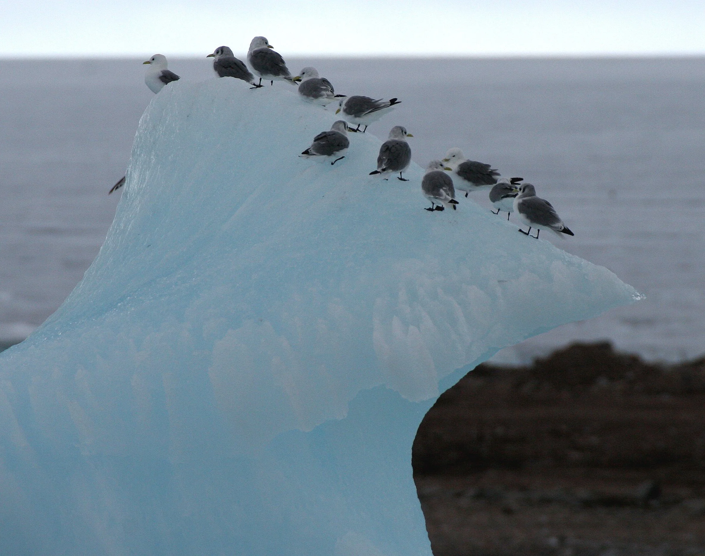 BIRD - KITTIWAKE - BLACK-LEGGED - SVALBARD (3).jpg