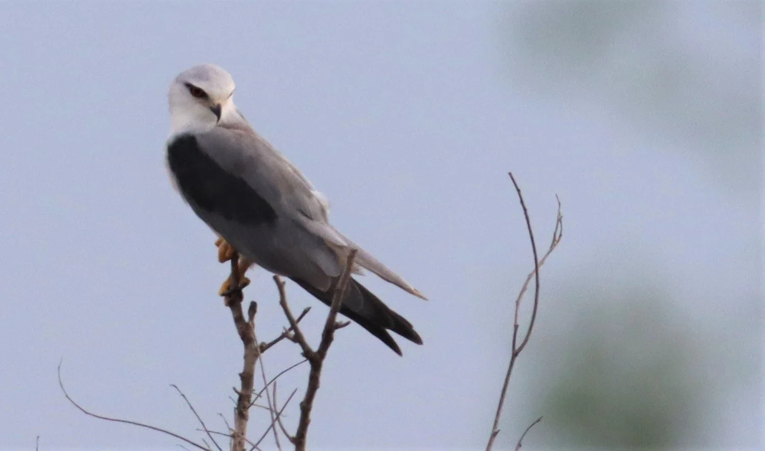 KITE - BLACK-SHOULDERED KITE - Elanus caeruleus - PAK PHLI NAKHON NAYOK (9).jpg