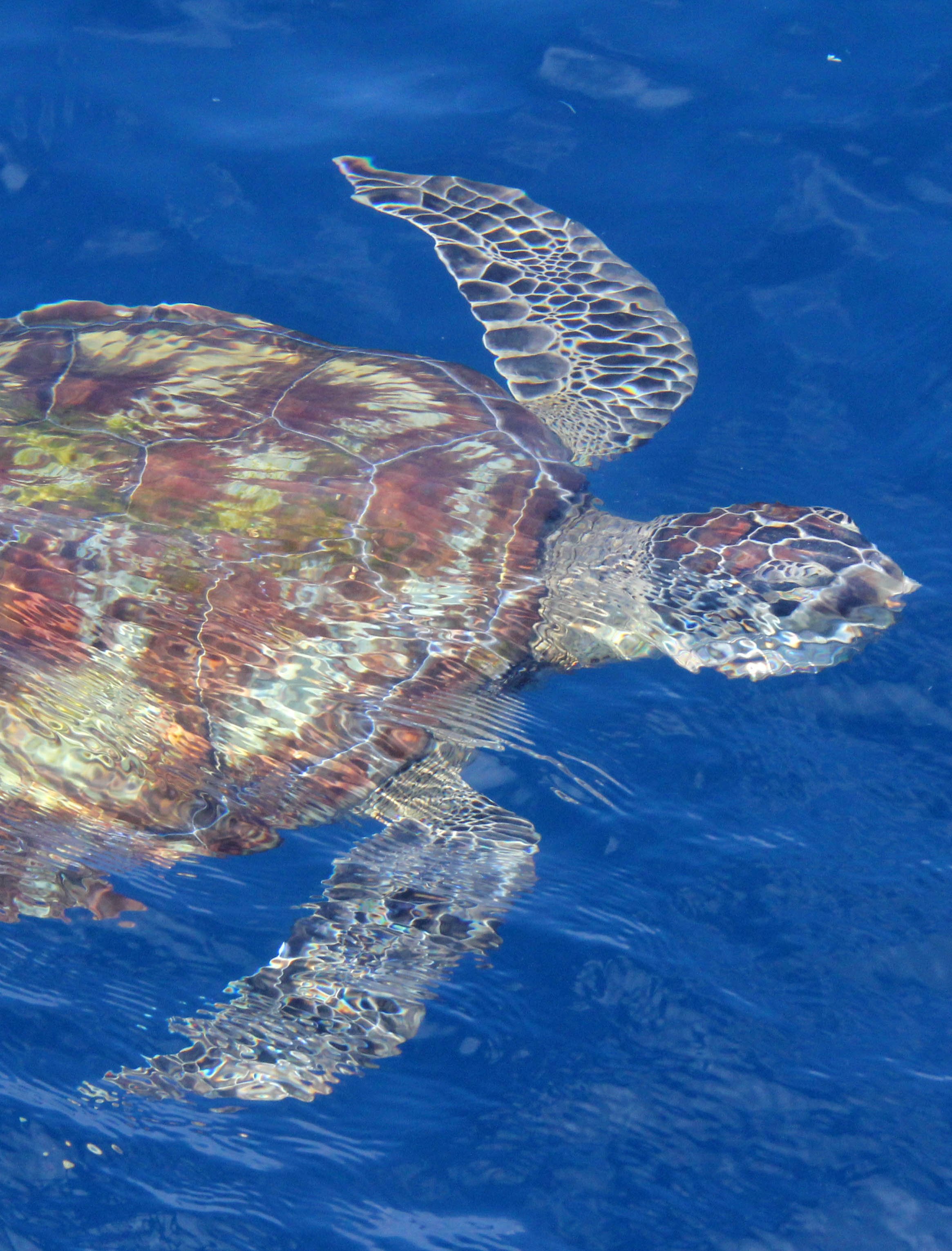 2014 Similans Trip with Family on The Junk (164).JPG