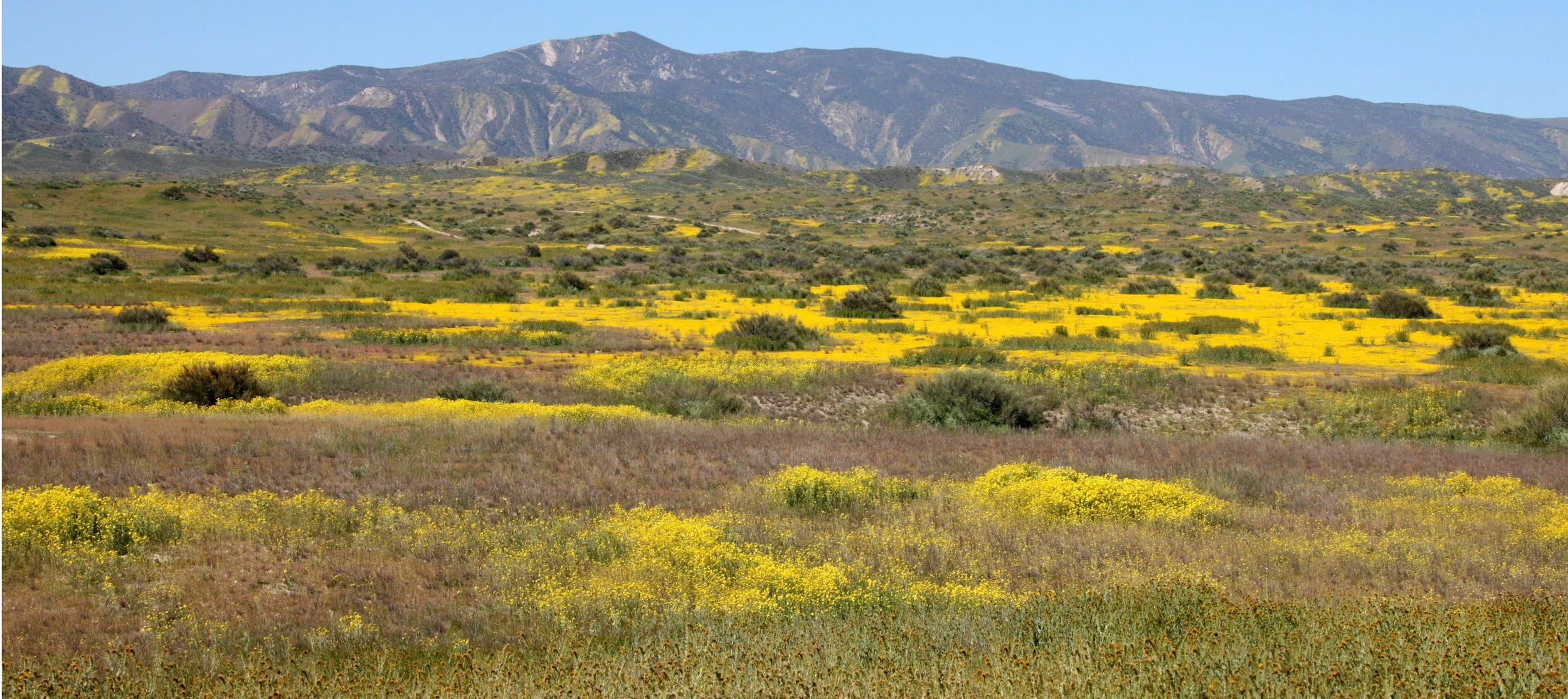 CARRIZO PLAIN NATIONAL MONUMENT - VIEWS OF THE REGION - ROADTRIP 2010 (95).JPG