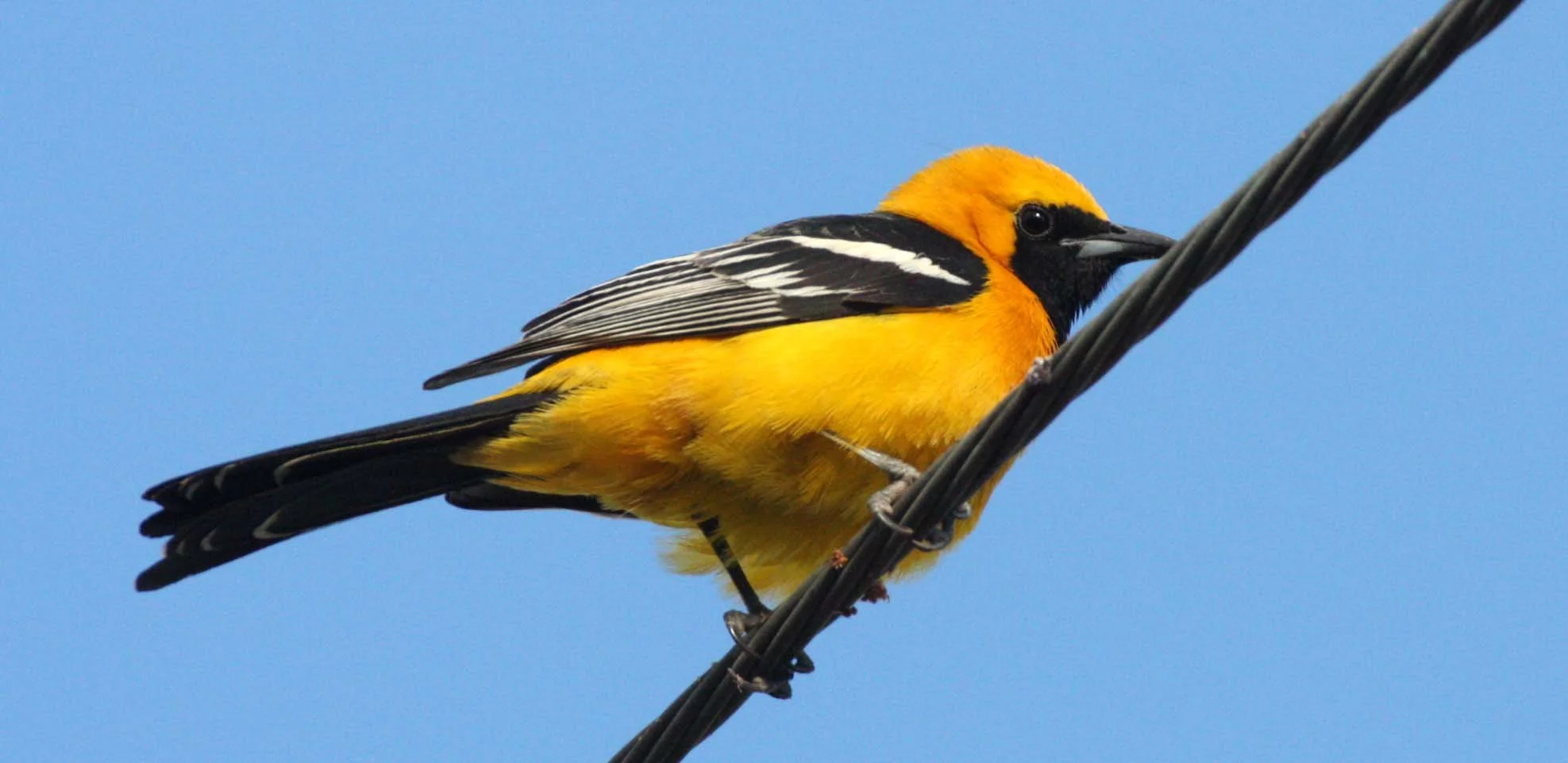 Hooded Oriole (Icterus cucullatus) Loreto Baja Mexico (18).JPG