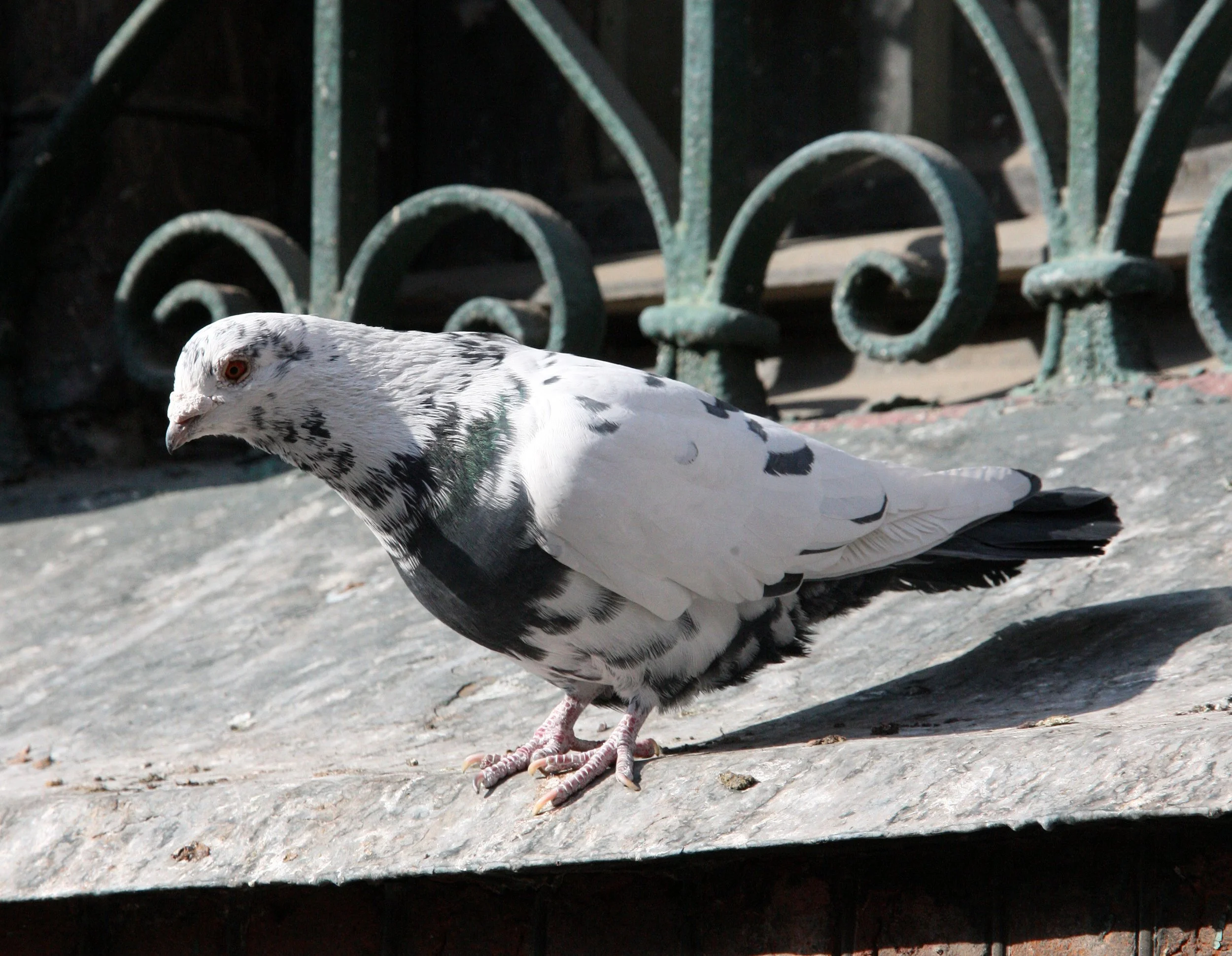 BIRD - PIGEON - HARBIN SAINT SOPHIA'S CATHEDRAL CHINA (13).JPG