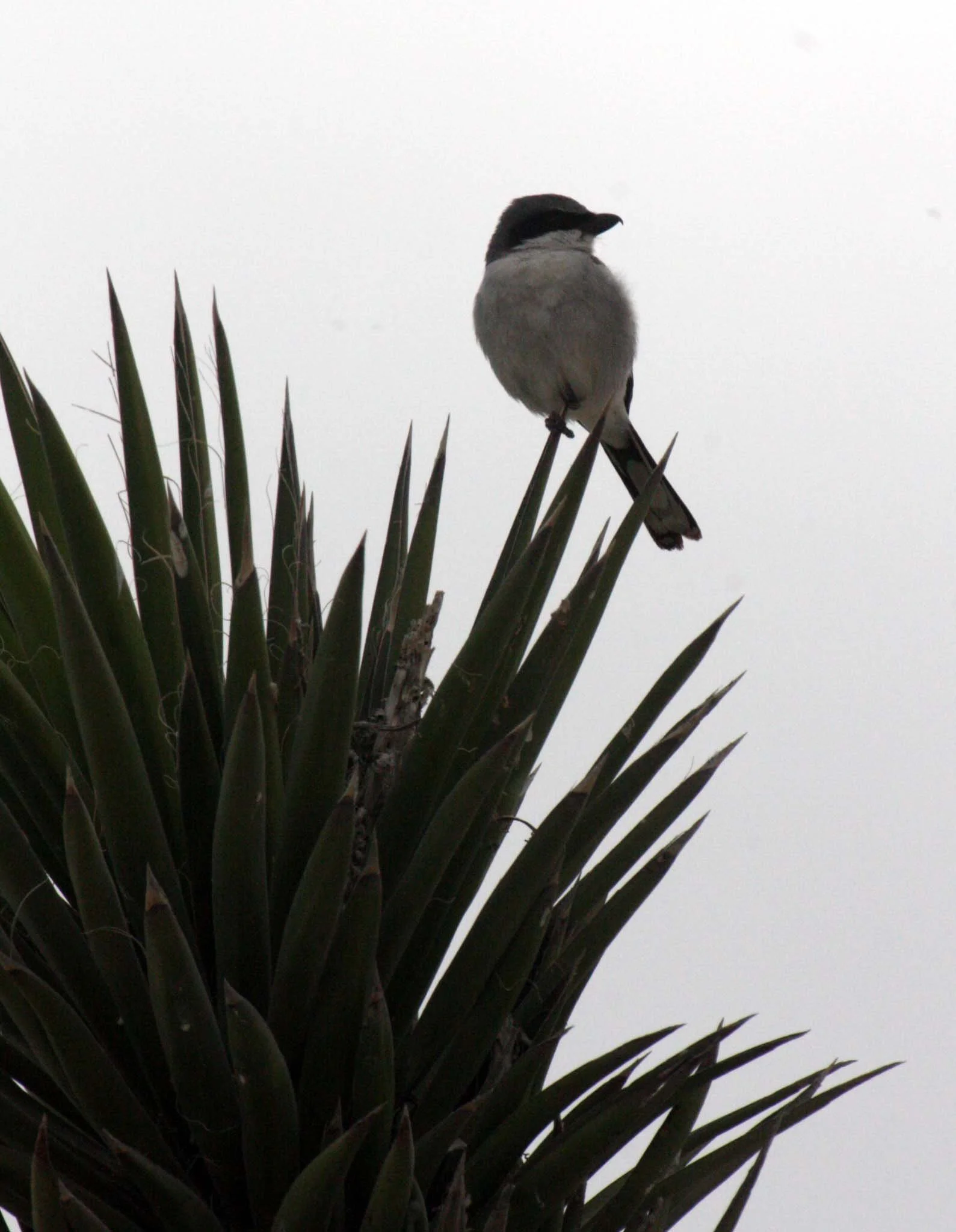 Loggerhead Shrike (Lanius ludovicianus) San Ignacio Lagoon Baja Mexico (6).JPG