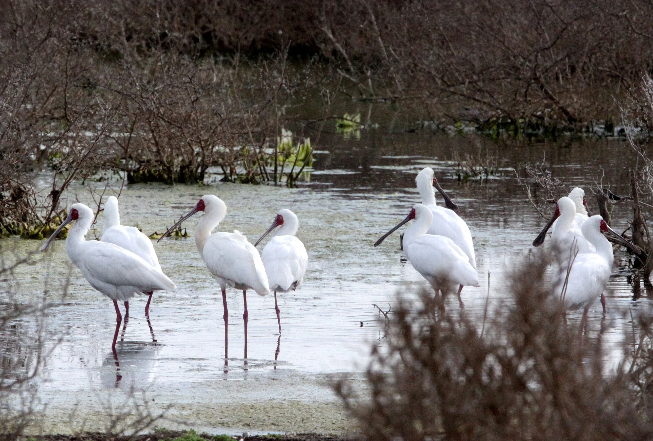 SPOONBILL - AFRICAN SPOONBILL - Platalea alba - DE HOOP RESERVE SOUTH AFRICA (2).JPG