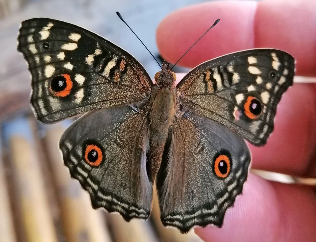 Lemon Pansy butterfly (scientific name: Junonia lemonias). 