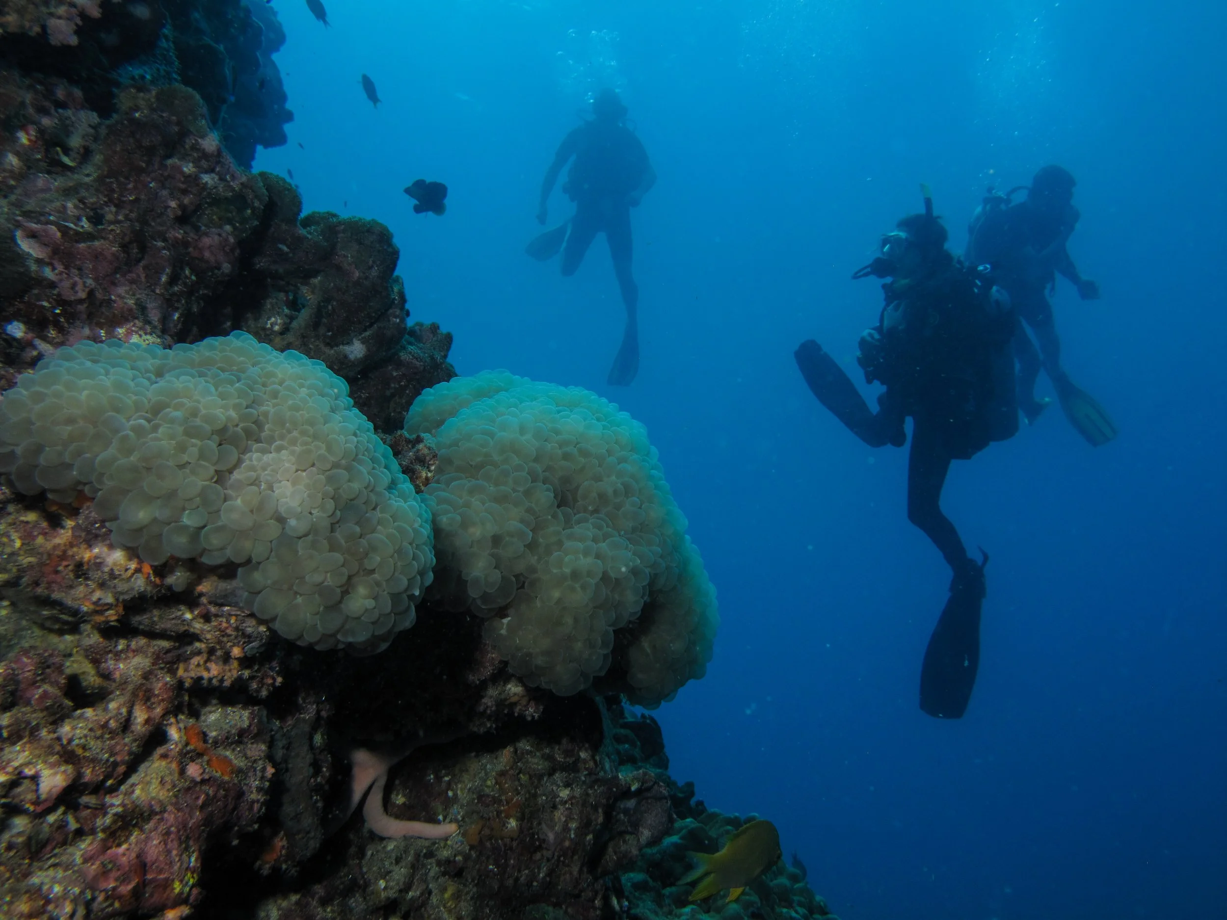 2013 Koh Lanta Dive Trip Koh Ha (100).jpg