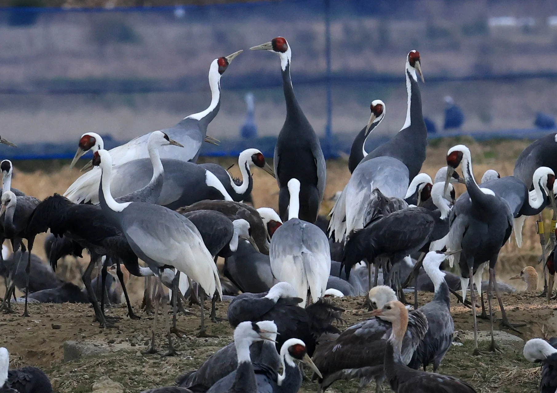 White-naped Crane (Antigone vipio) Izumi Crane Park & Center, Izumi Kagoshima Kyushu Japan (155).jpg