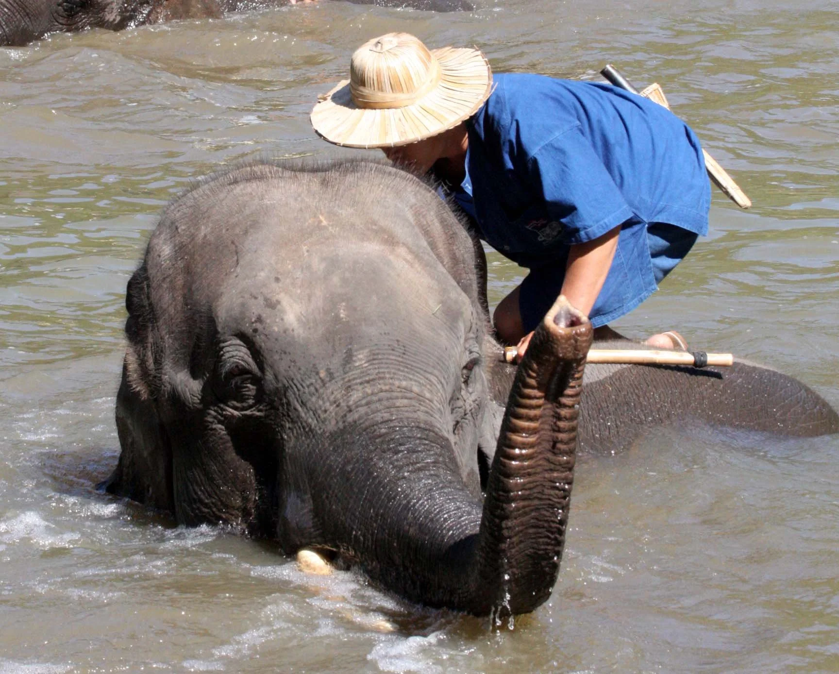 2008 Lampang City & Elephant Center (112).JPG