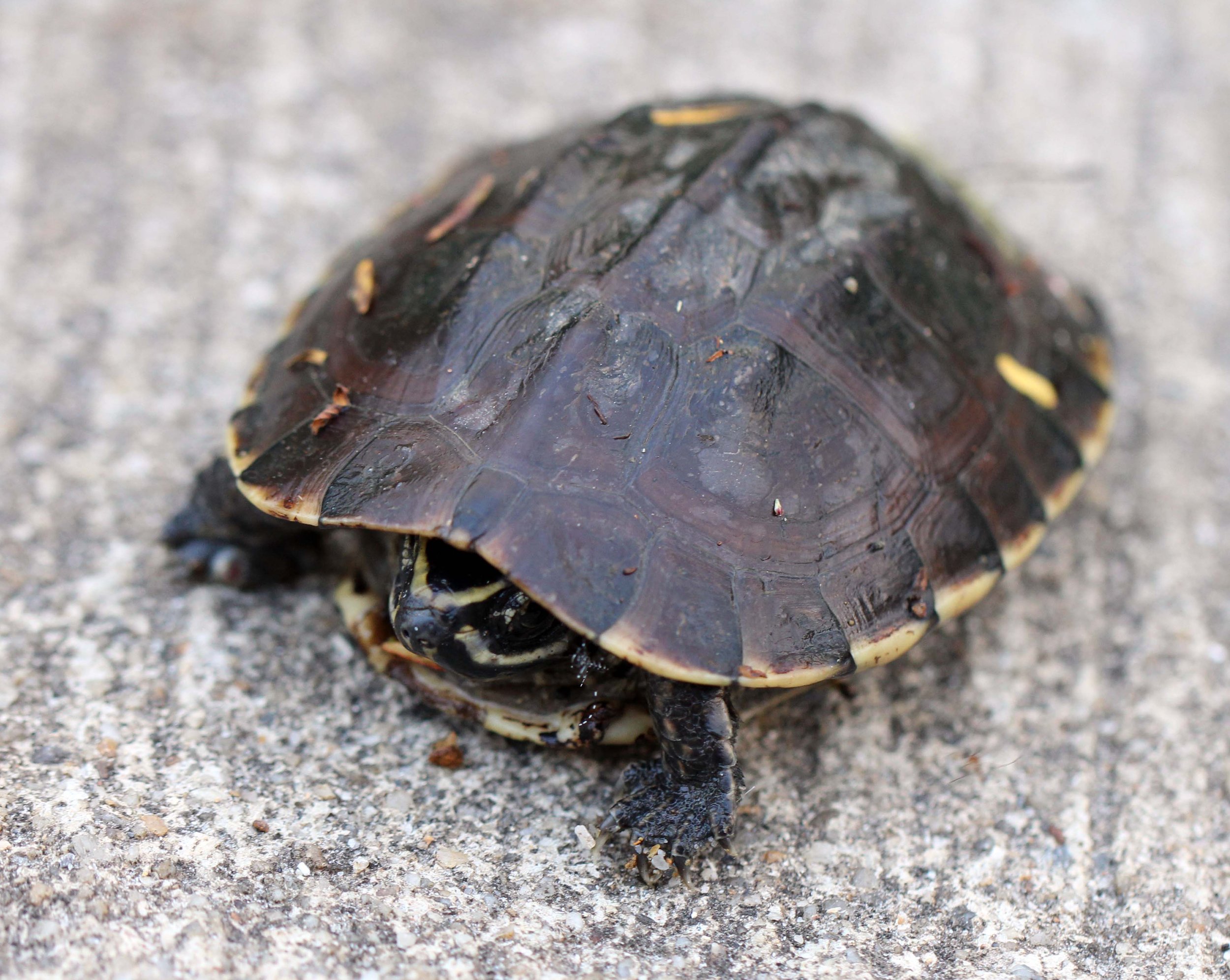 2013 in Nakhonsithammarat and some Krabi with Family (244).JPG