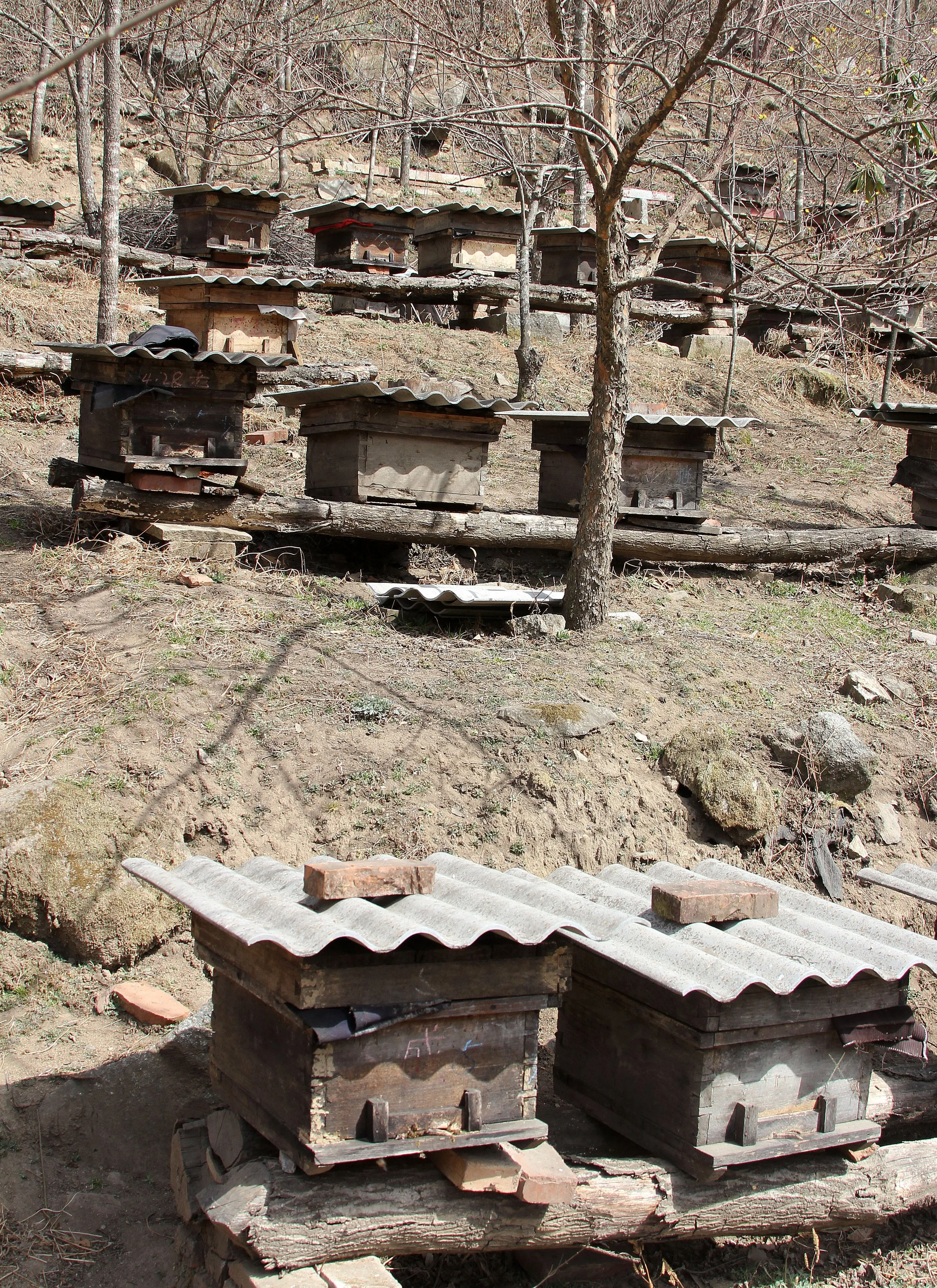 FOPING NATURE RESERVE, SHAANXI CHINA (14).JPG