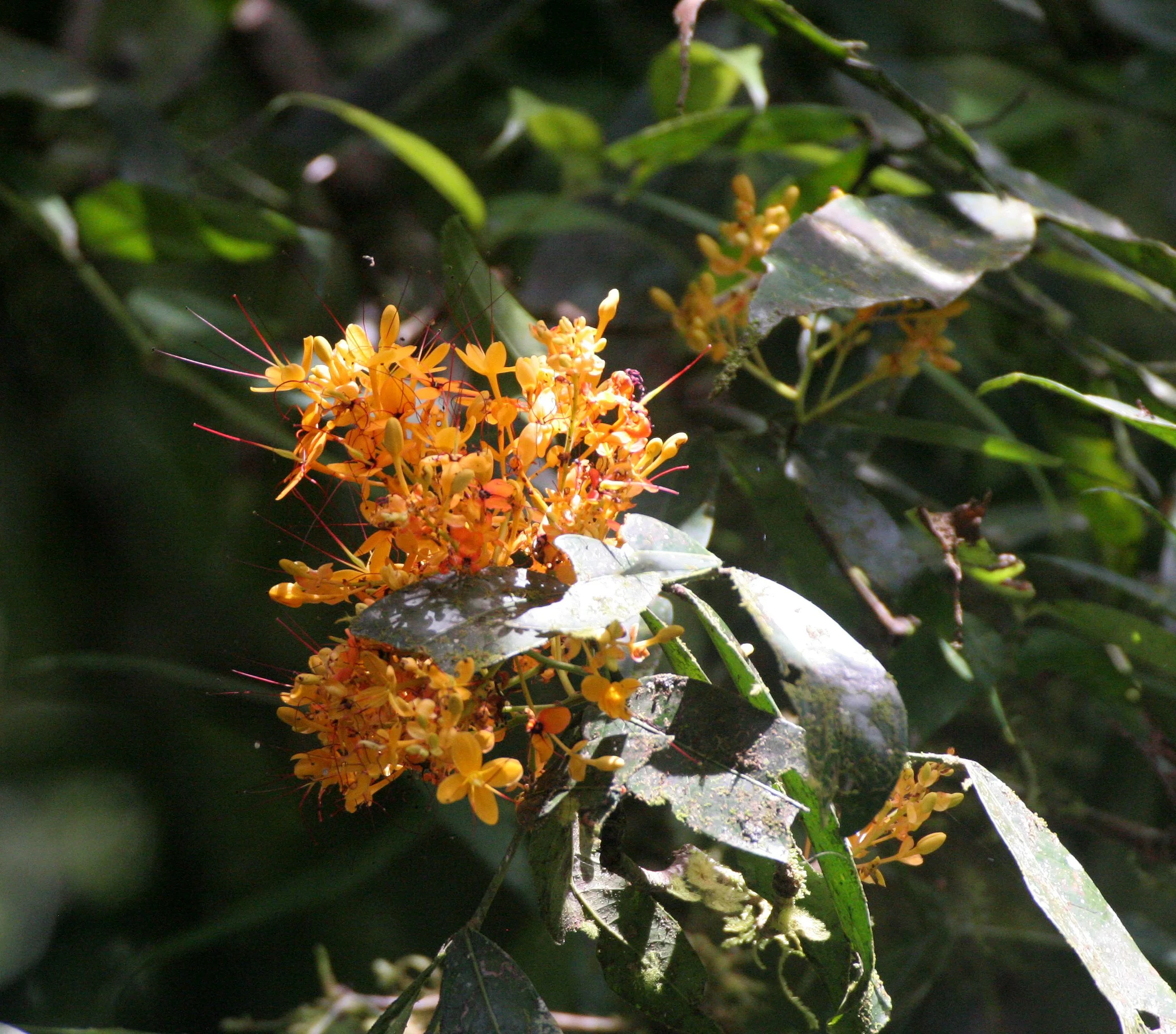 TABIN WILDLIFE RESERVE BORNEO - FLOWER SPECIES G.JPG
