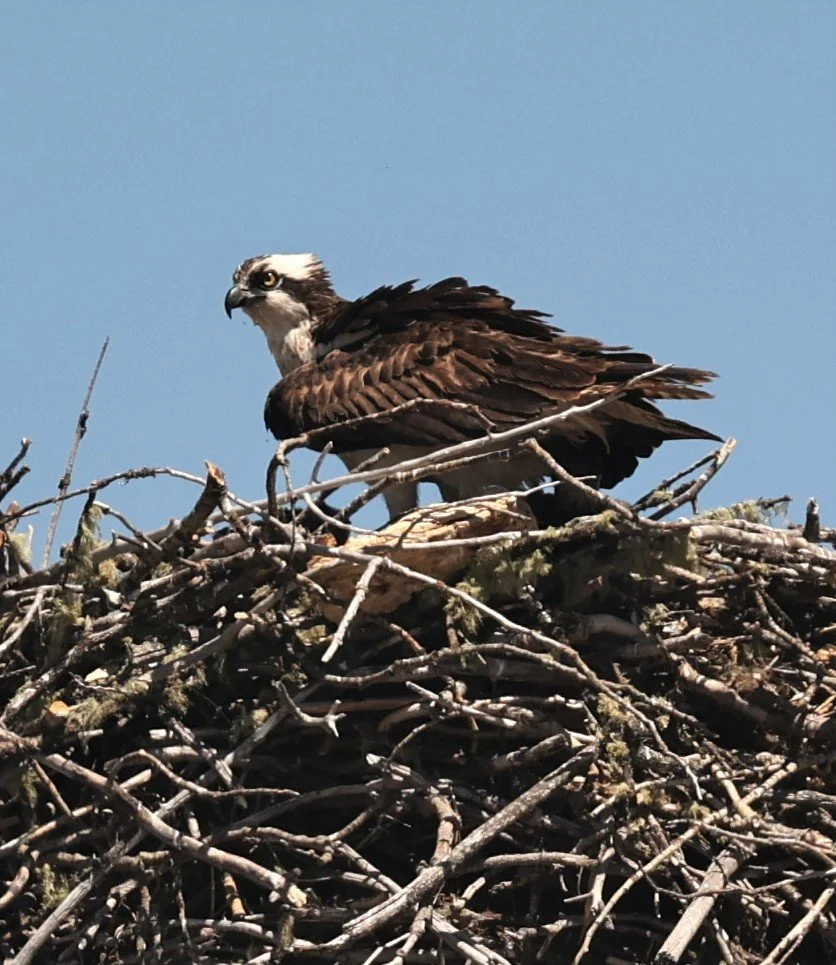 Pandion haliaetus - OSPREY - GRAND TETONS NATIONAL PARK AND AREA SOUTH JULY 2022 (5).jpg