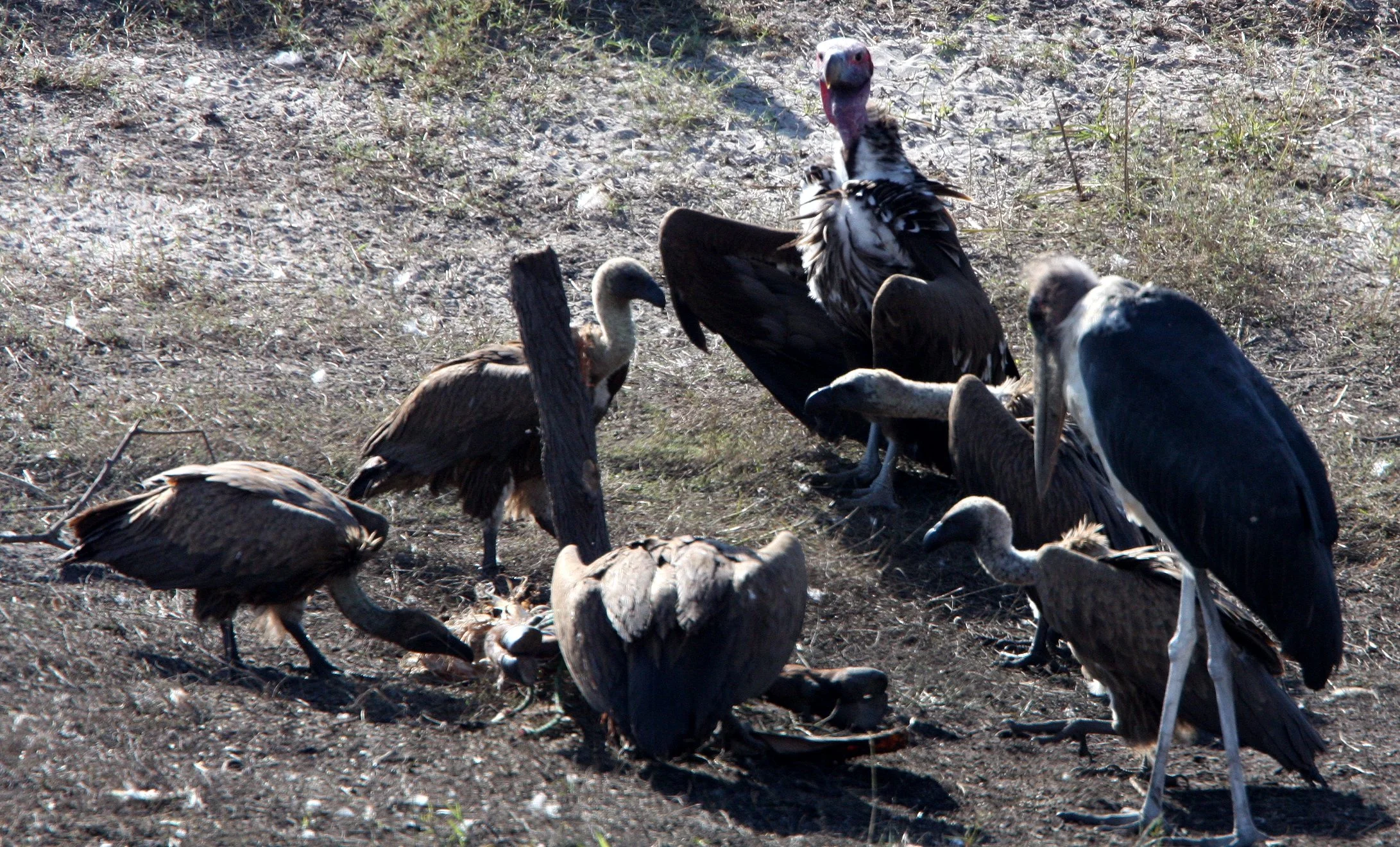 STORK - MARABOU STORK - Leptoptilos crumenifer - LAPPET-FACED VULTURE WITH WHITE-BACKED VULTURE - CHOBE NATIONAL PARK BOTSWANA (4).JPG