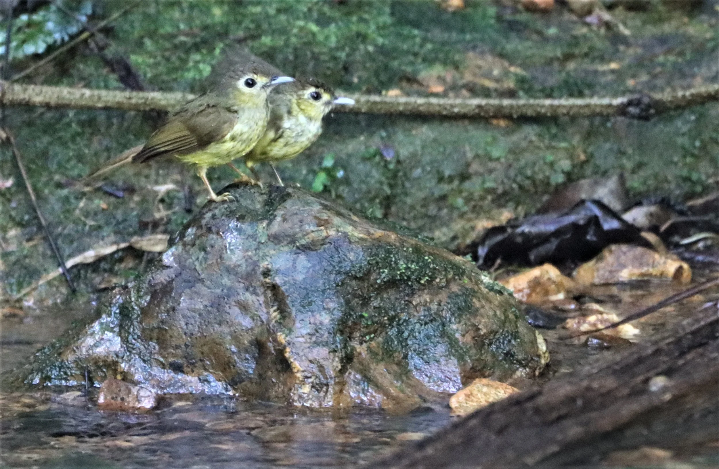 BULBUL - HAIRY-BACKED BULBUL - Tricholestes criniger - SI PHANG NGA NATIONAL PARK (26).jpg