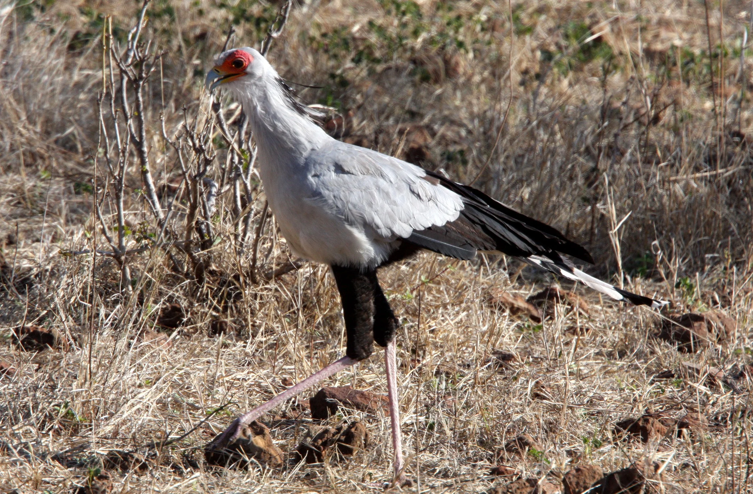 BIRD - SECRETARY BIRD - CHOBE NATIONAL PARK BOTSWANA (9).JPG