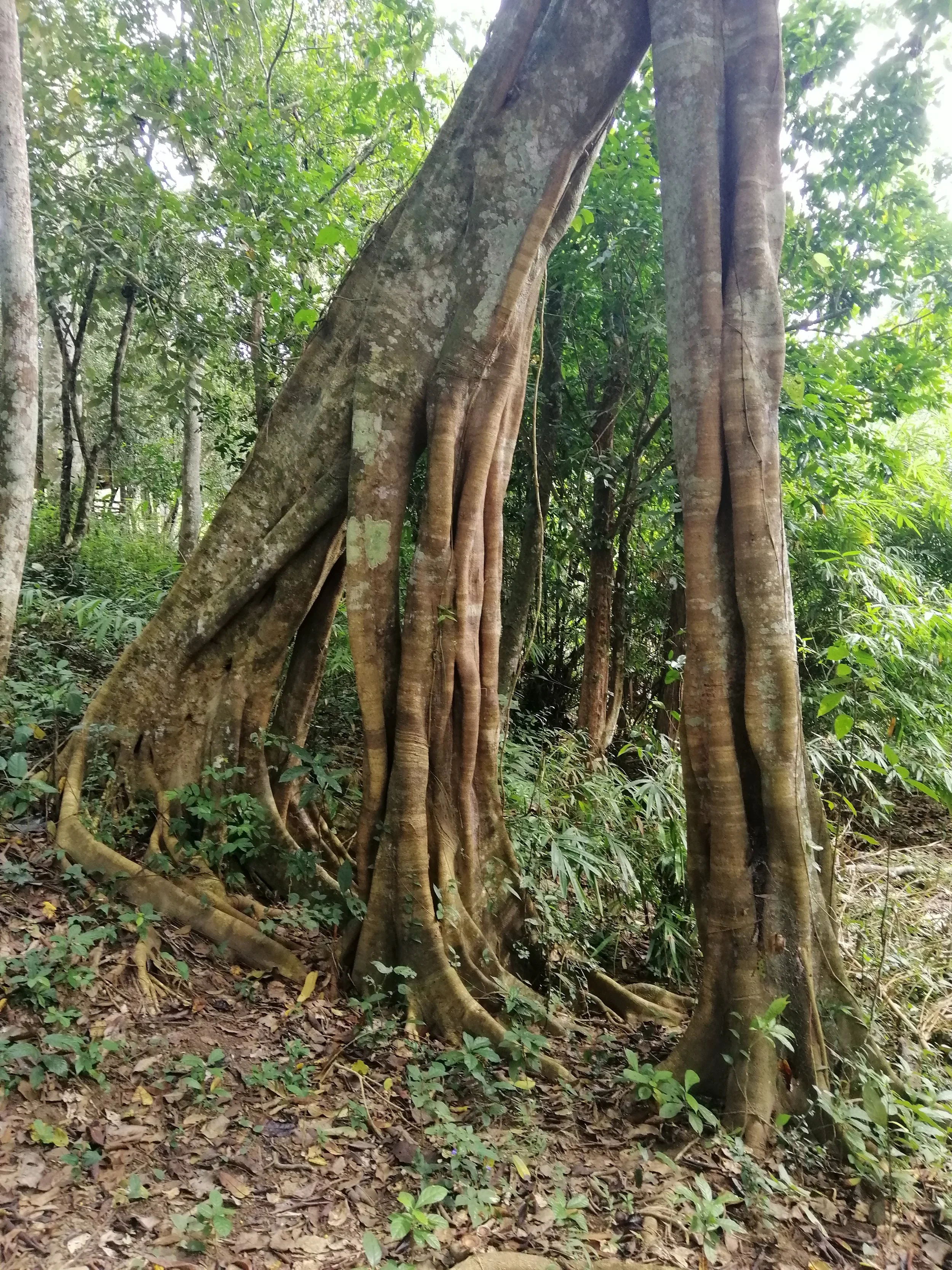 Strangler Fig (Ficus species) known for its complex root system that envelopes other trees or structures.  This leaning tree is famous and well photographed at Bang Krang Campsite in Kaeng Krachan NP.