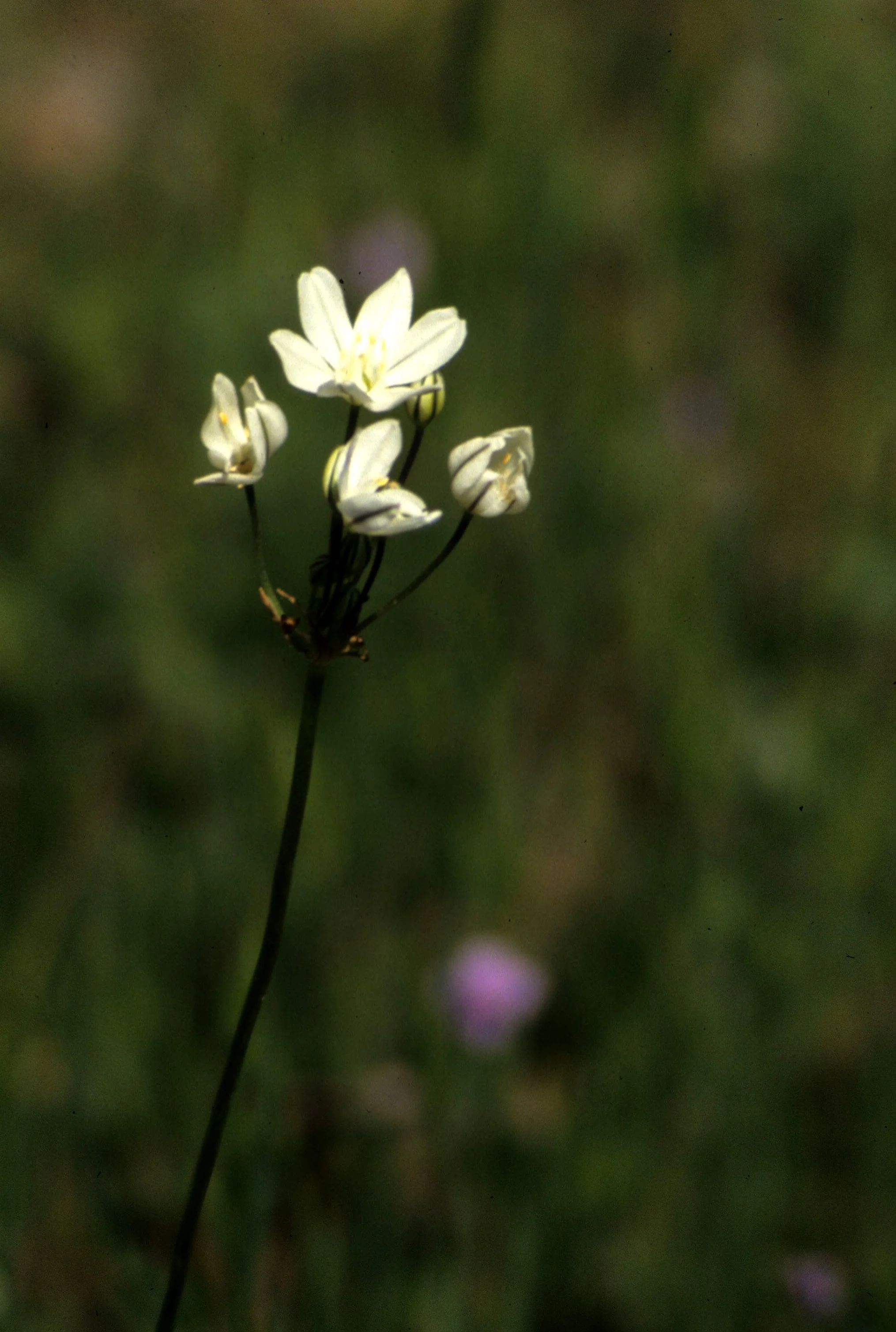 CALIFORNIA - SIERRA - BRODAEA - WHITE.jpg