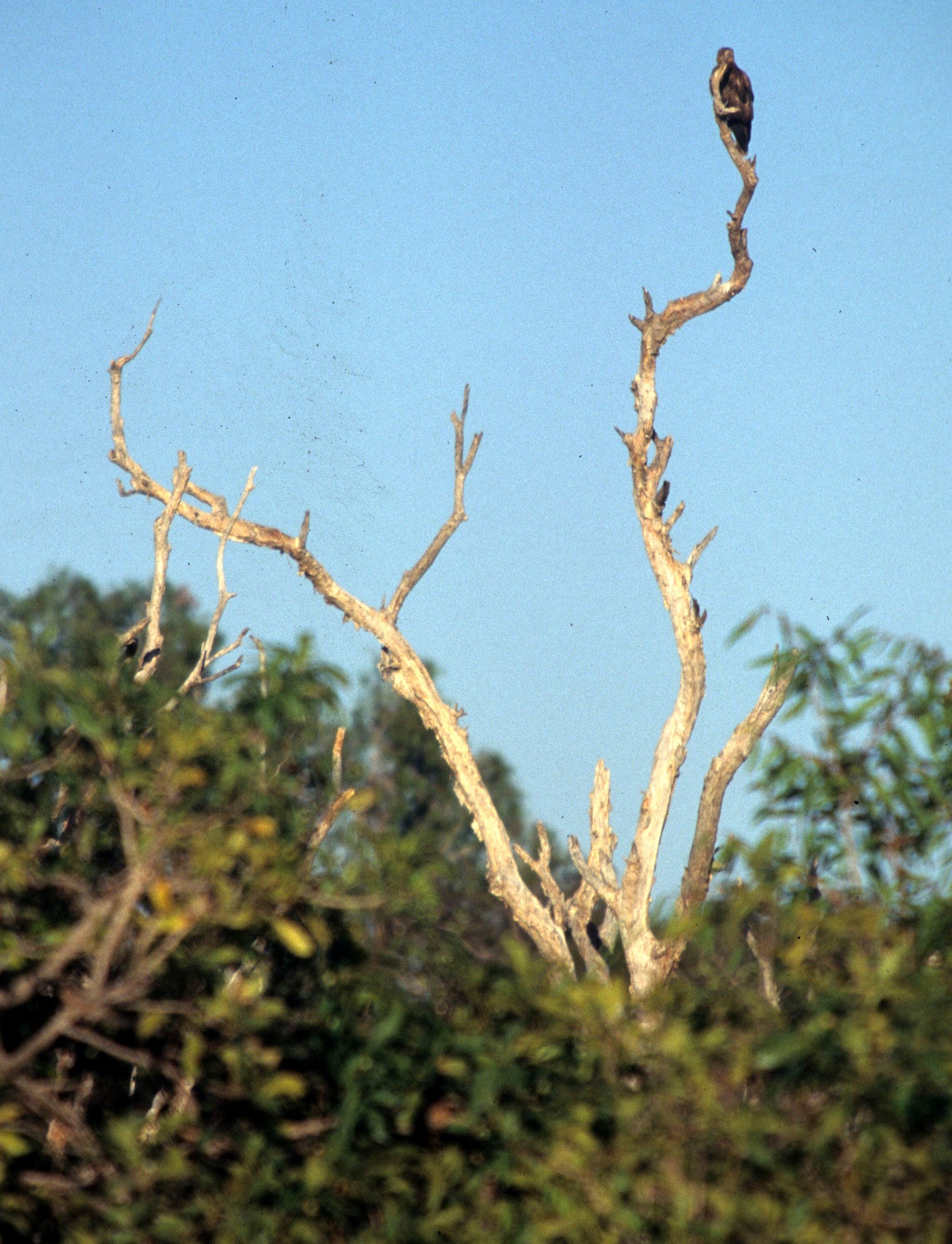 BIRD - FALCON - BLACK FALCON - DAINTREE FOREST C.jpg