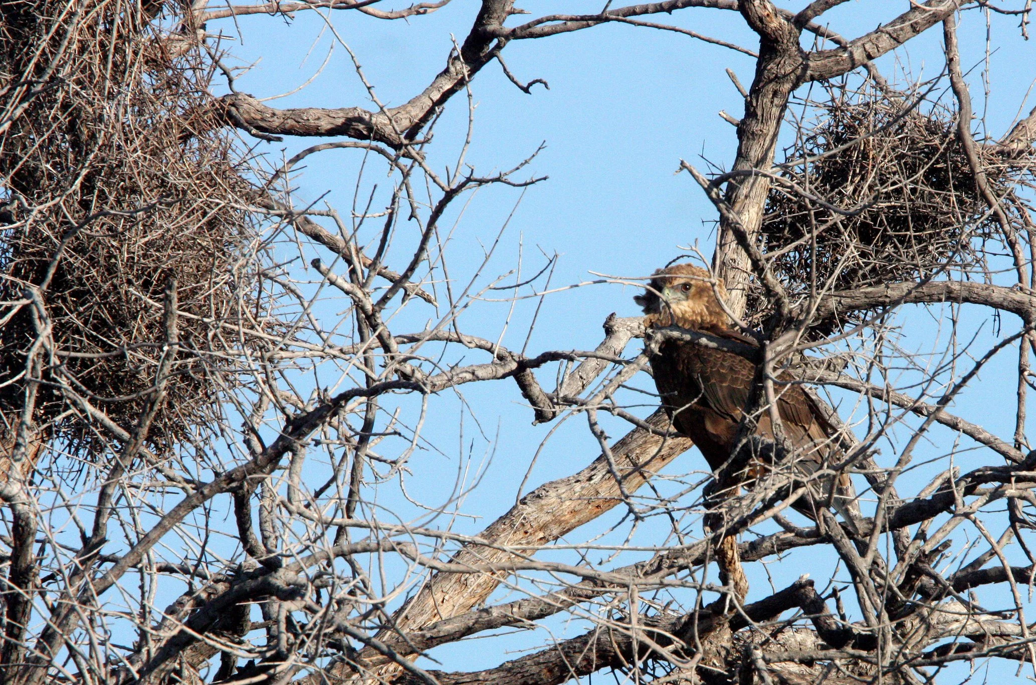 Terathopius ecaudatus - BATELEUR - KHWAI CAMP OKAVANGO BOTSWANA (2).JPG