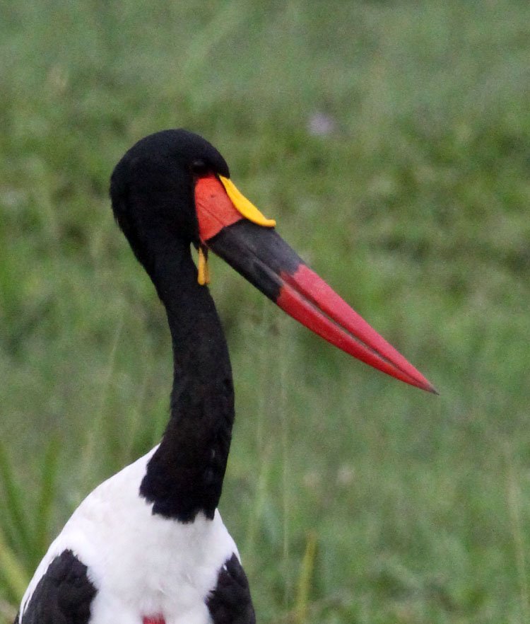 STORK - SADDLE-BILLED STORK - Ephippiorhynchus senegalensis - MURCHISON FALLS NATIONAL PARK UGANDA (8).JPG