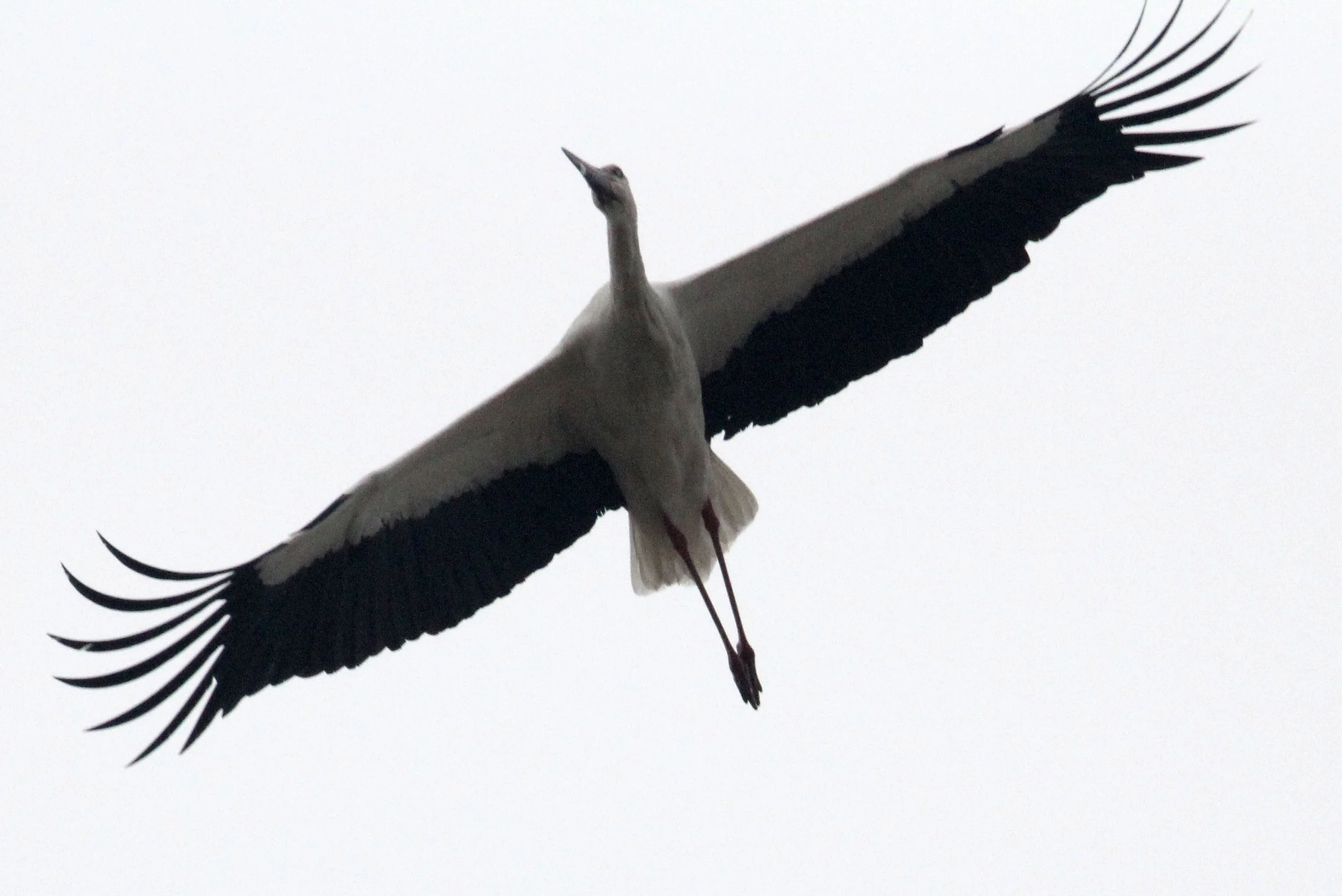 STORK - ORIENTAL STORK - Ciconia boyciana - POYANG LAKE, JIANGXI PROVINCE, CHINA (20).JPG