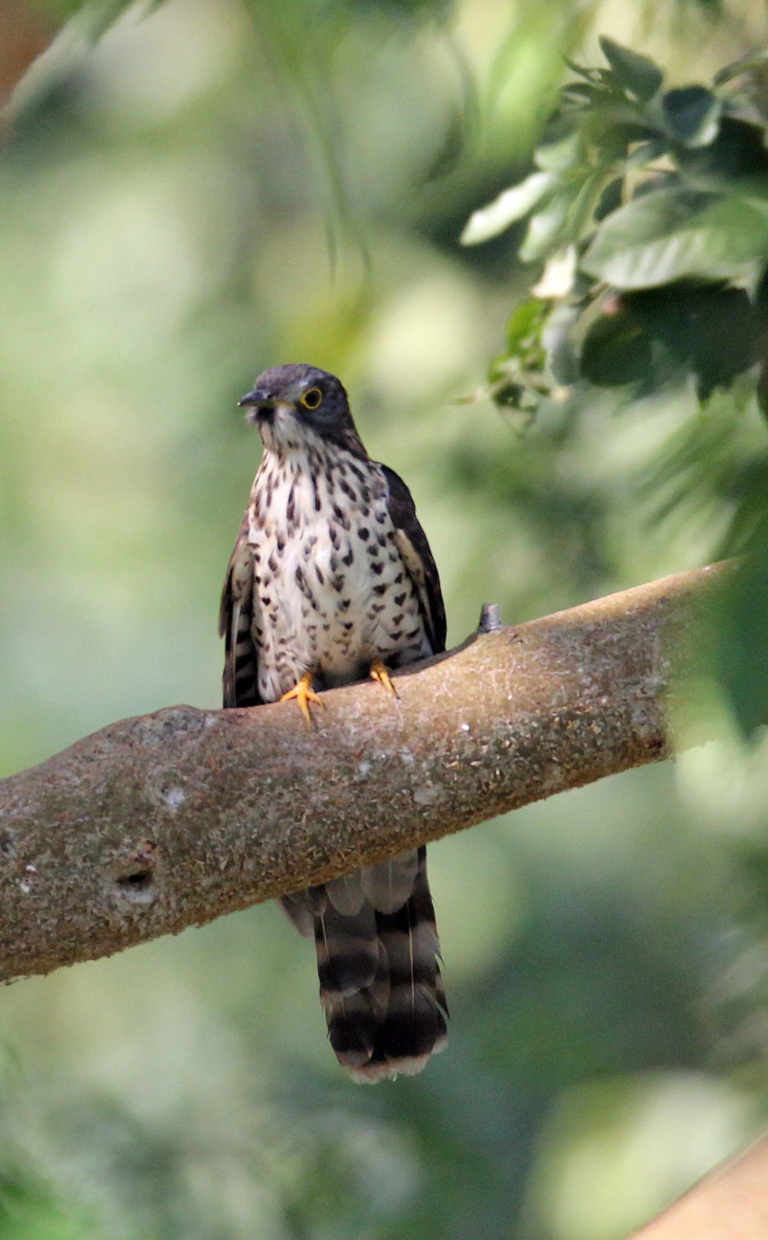 Large Hawk-cuckoo (Hierococcyx sparveroides) Huai Kha Khaeng NWR Thailand (8).JPG