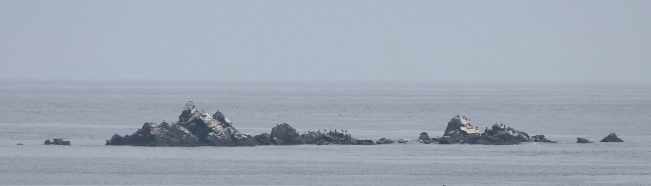 KURIL ISLANDS - FLORA  (10).jpg