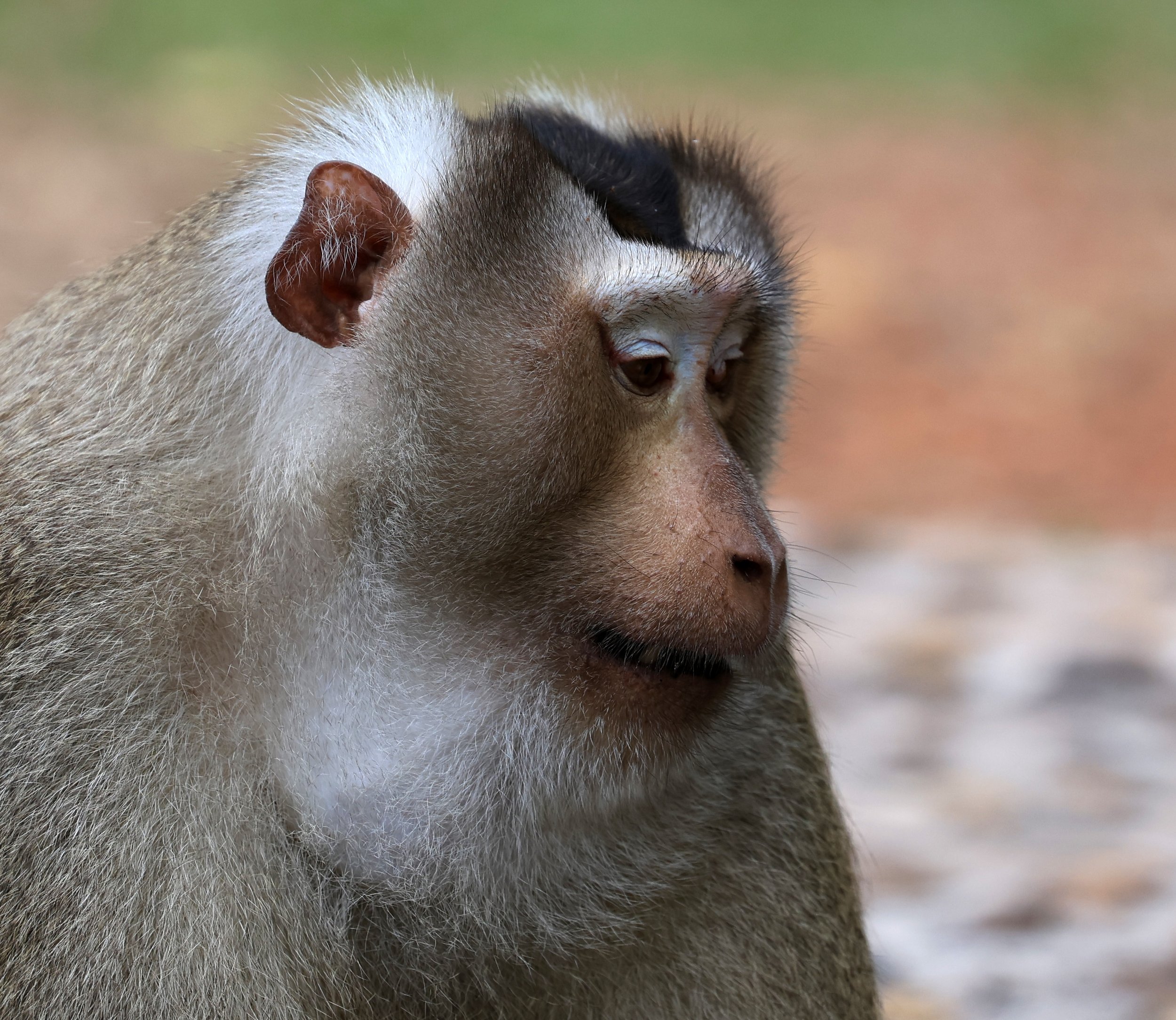 Northern Pig-tailed Macaque (Macaca leonina) Khao Yai National Park Feb 2026 Day 3 (18).jpg