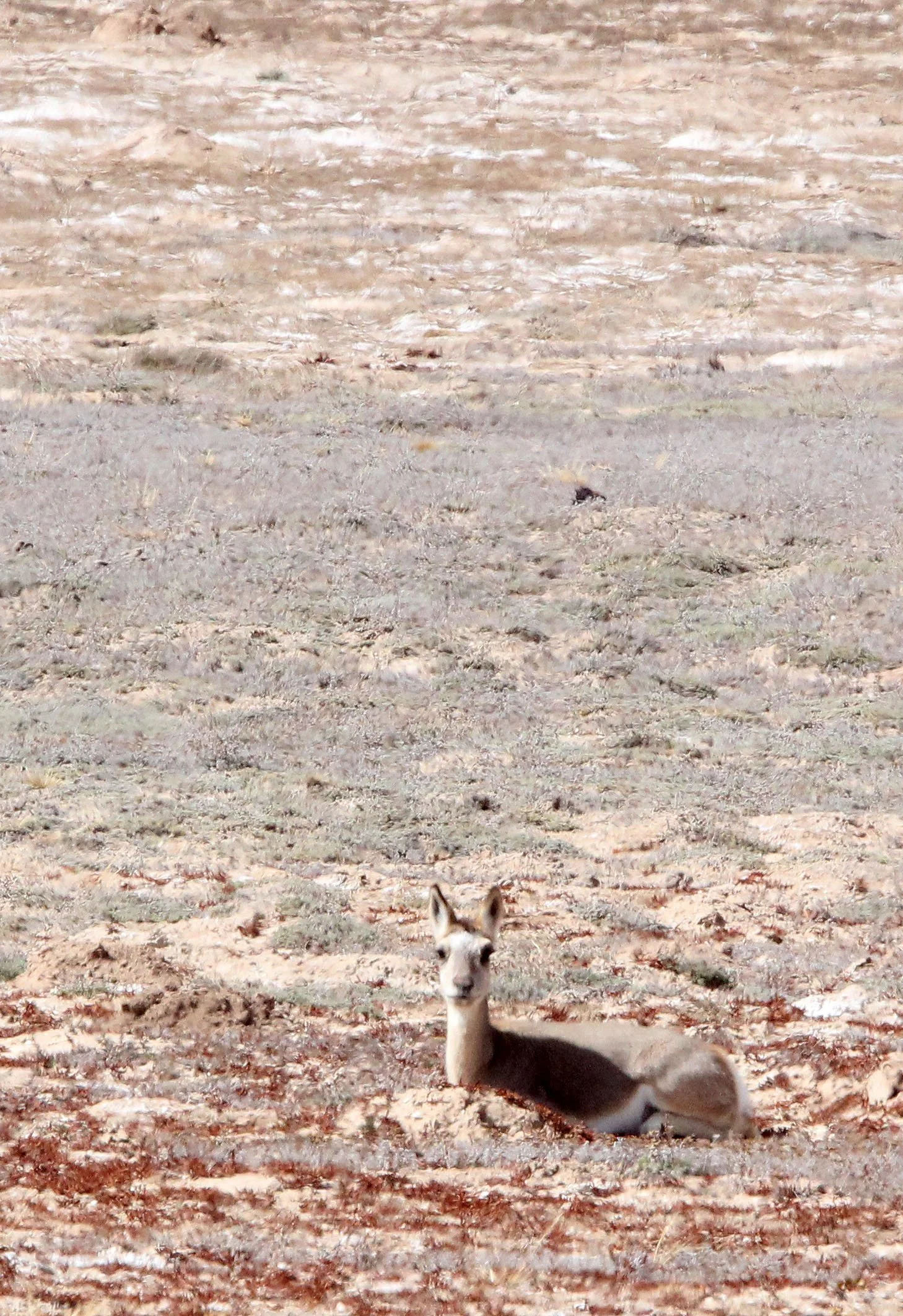 GAZELLE - TIBETAN GAZELLE - Procapra picticaudata - KU HAI LAKE QINGHAI CHINA ACROSS MAIN HIGHWAY TO WEST (2).JPG
