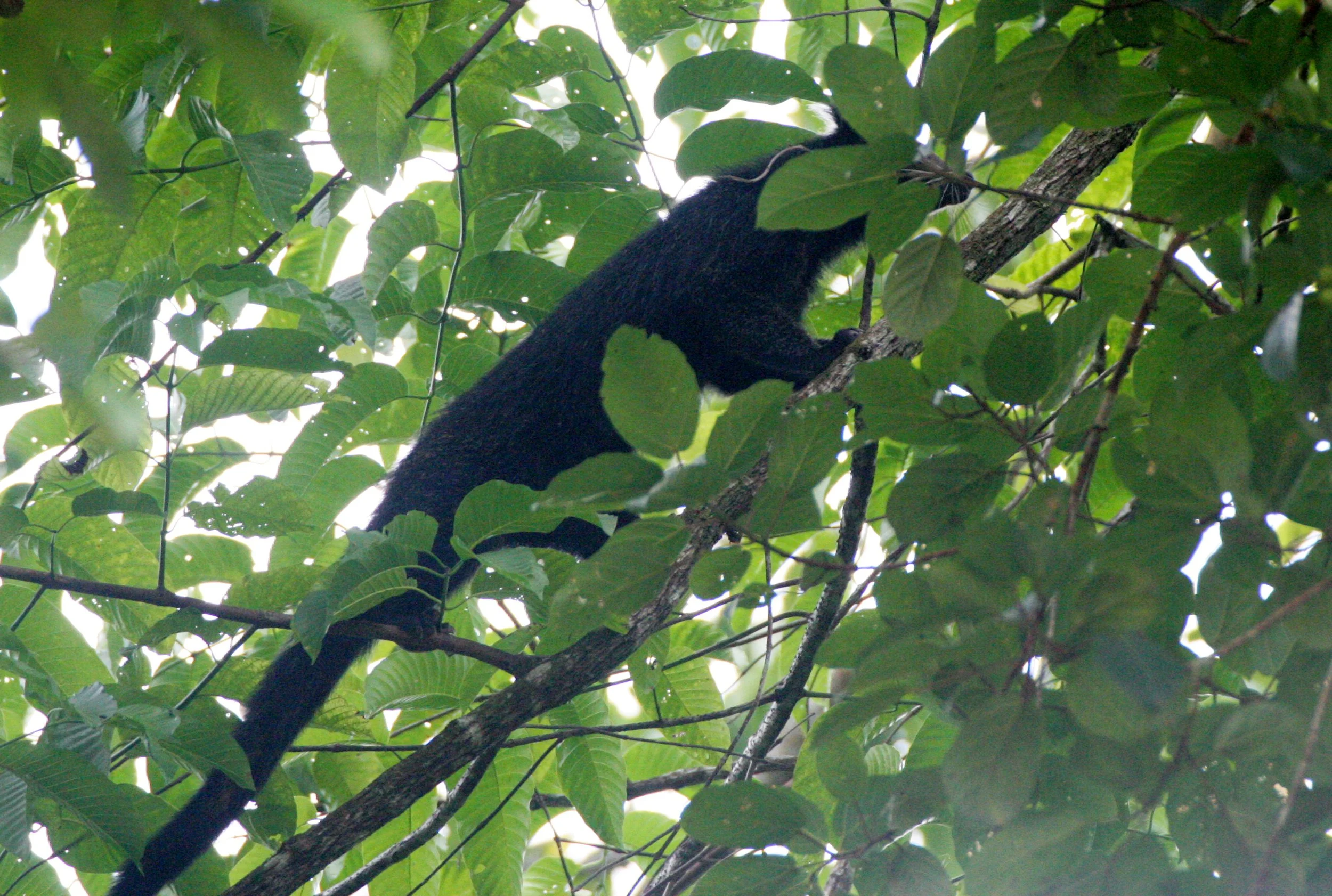 Arctictis binturong pageli -  BORNEAN BINTURONG (BEARCAT) - TABIN WILDLIFE RESERVE BORNEO (64).JPG