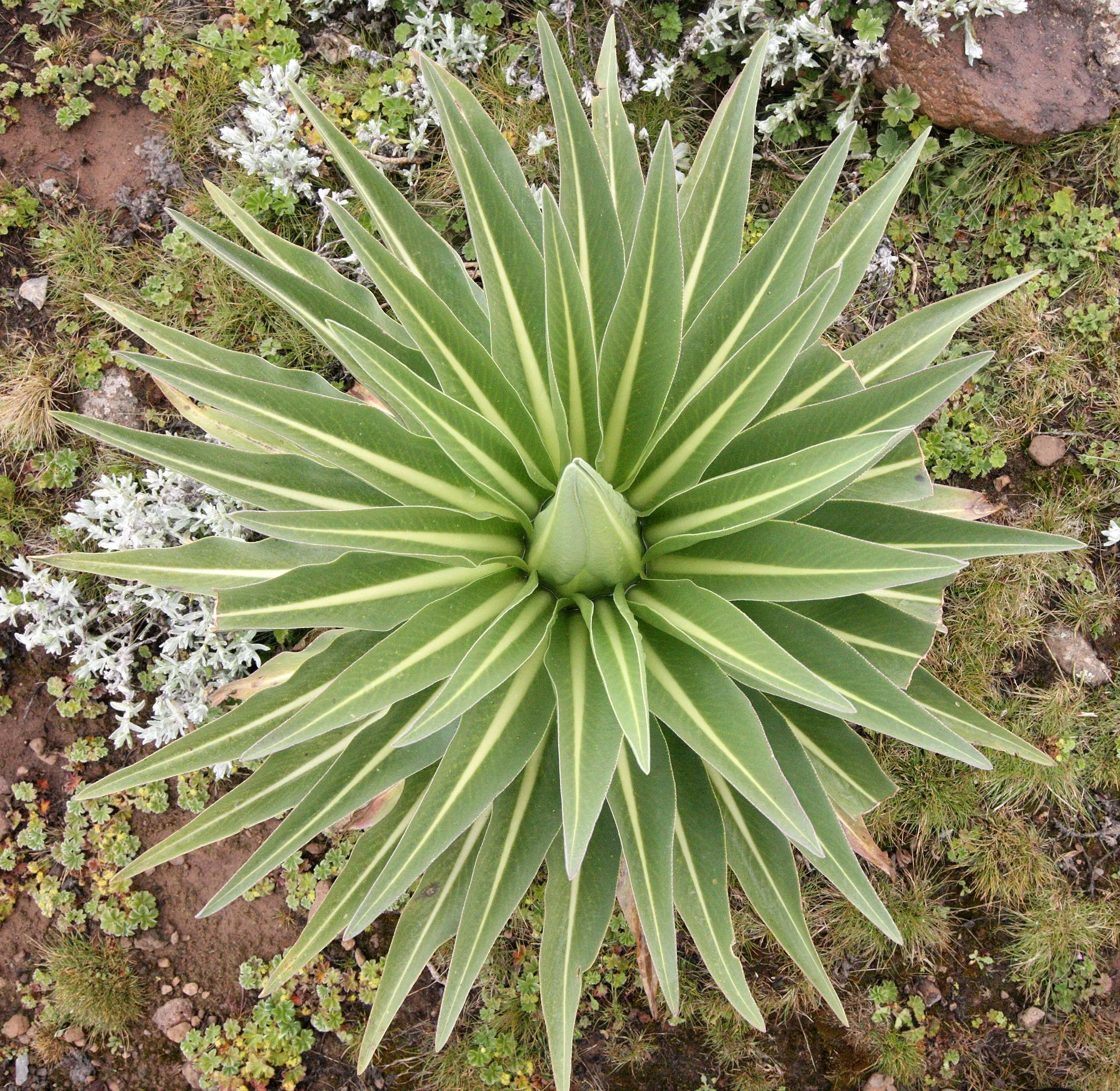 BALE MOUNTAINS NATIONAL PARK ETHIOPIA - SANETTI PLATEAU (35).JPG