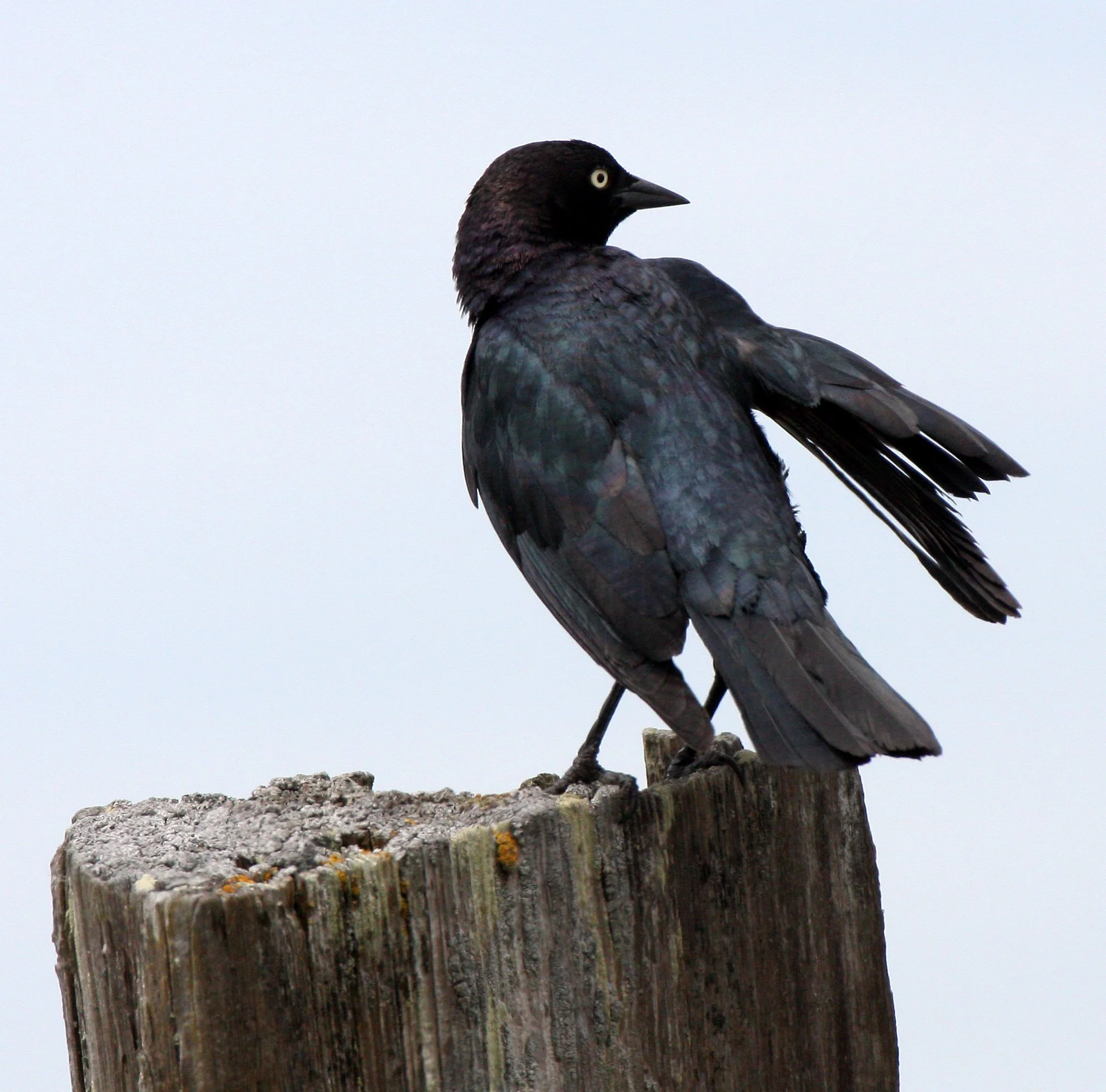 Brewer's Blackbird (Euphagus cyanocephalus) Dungeness Sequim Washington (6).JPG