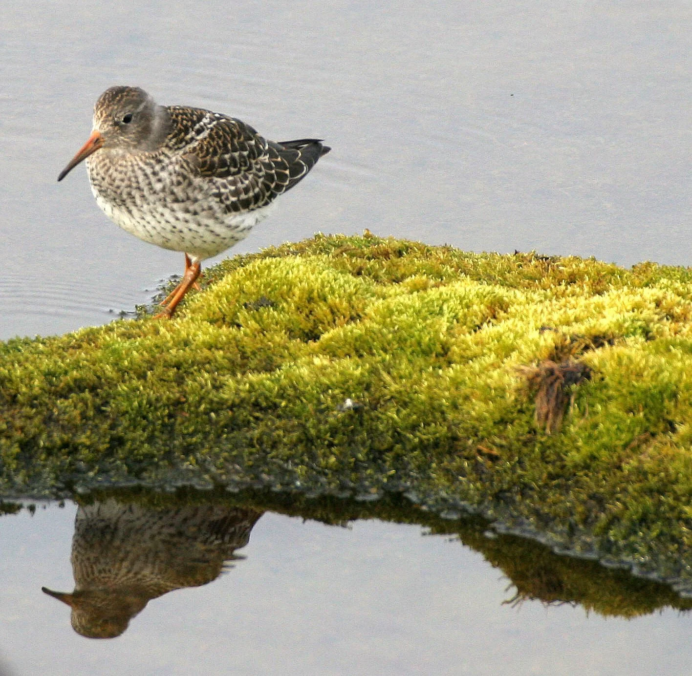 BIRD - SANDPIPER - PURPLE SANDPIPER - SVALBARD (17).jpg