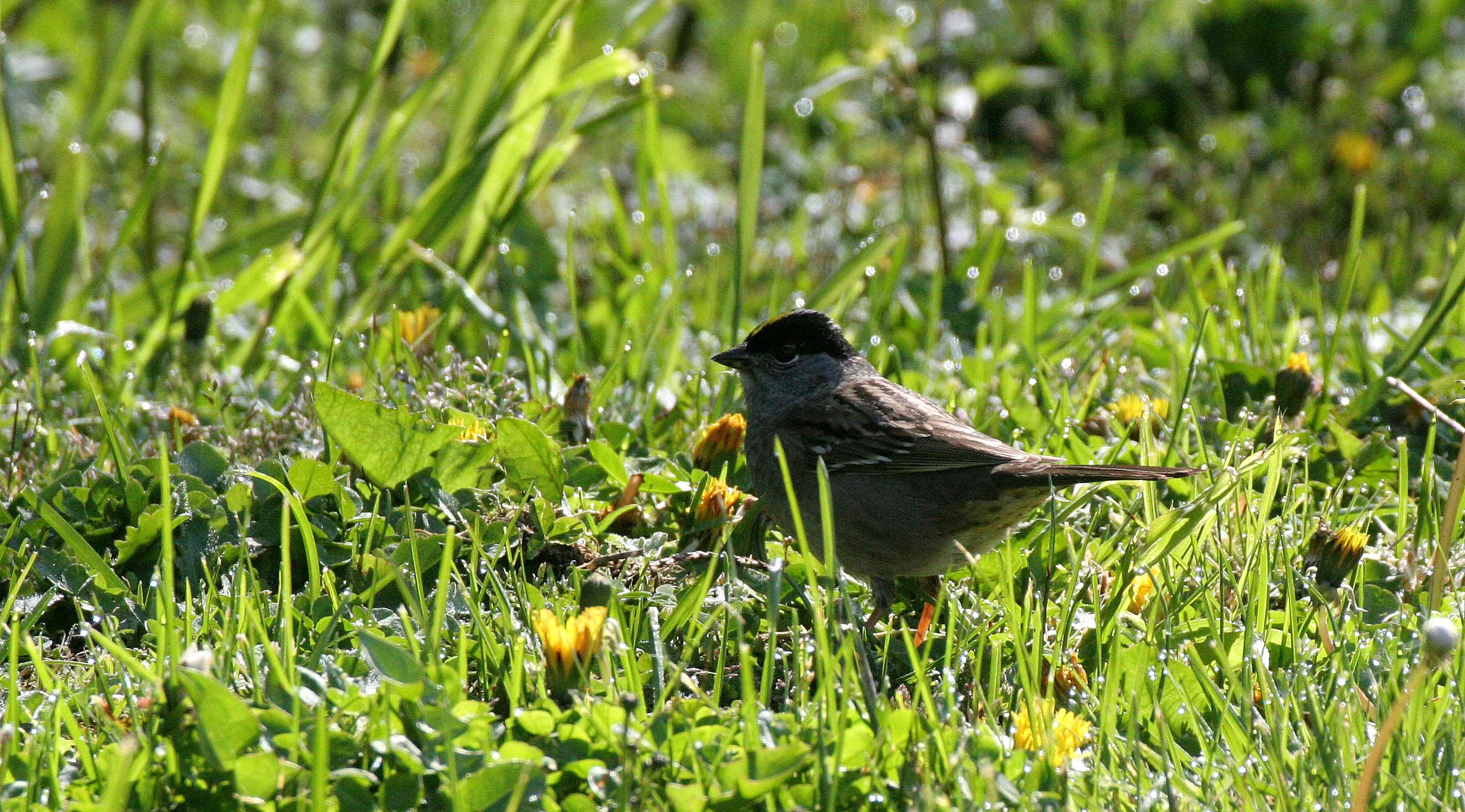 Gold-crowned Sparrow ((Zonotrichia atricapilla) Lake Farm Woods Washington (1).JPG