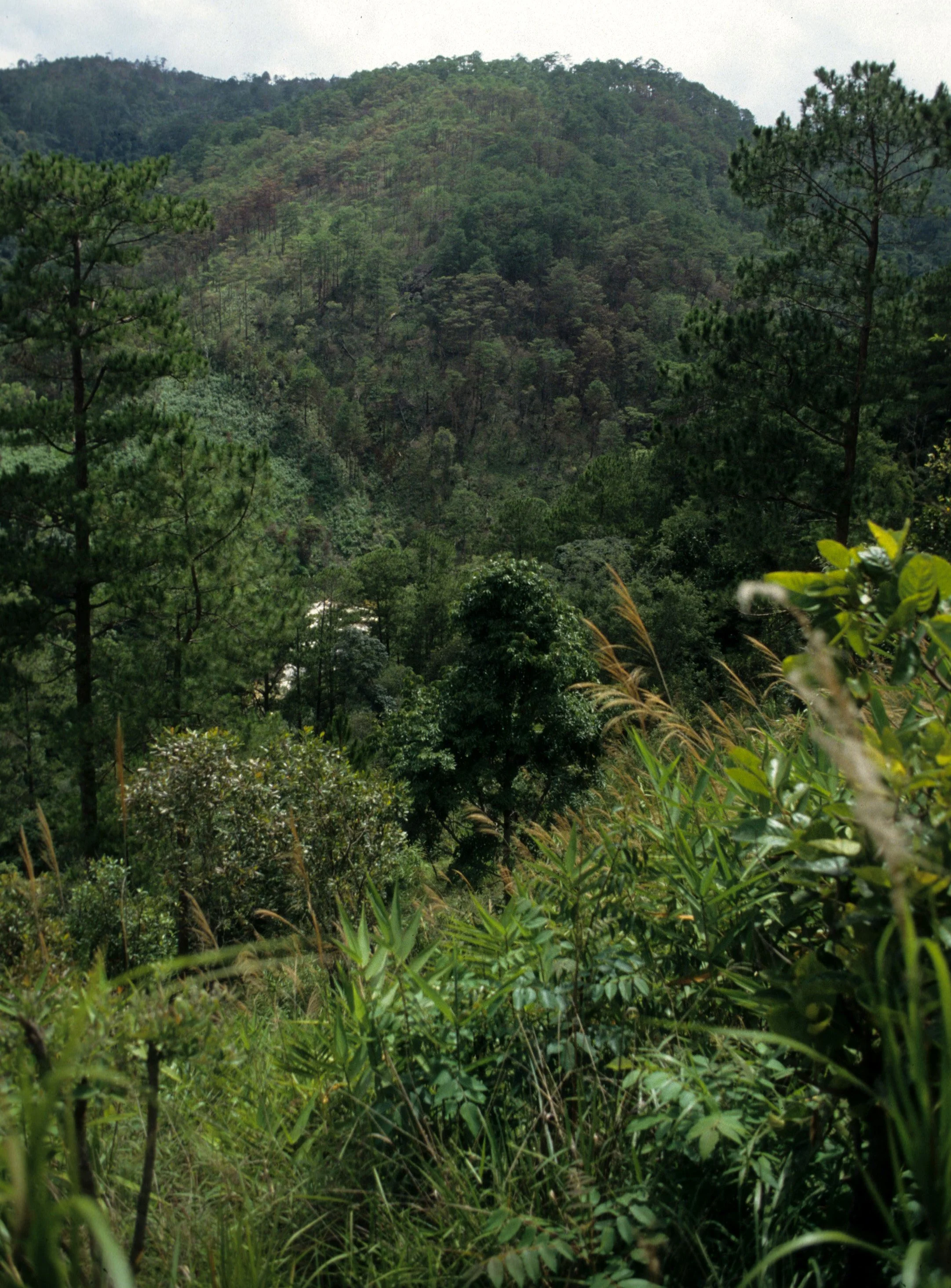 CENTRAL HIGHLANDS - VIEWS OF FOREST.jpg