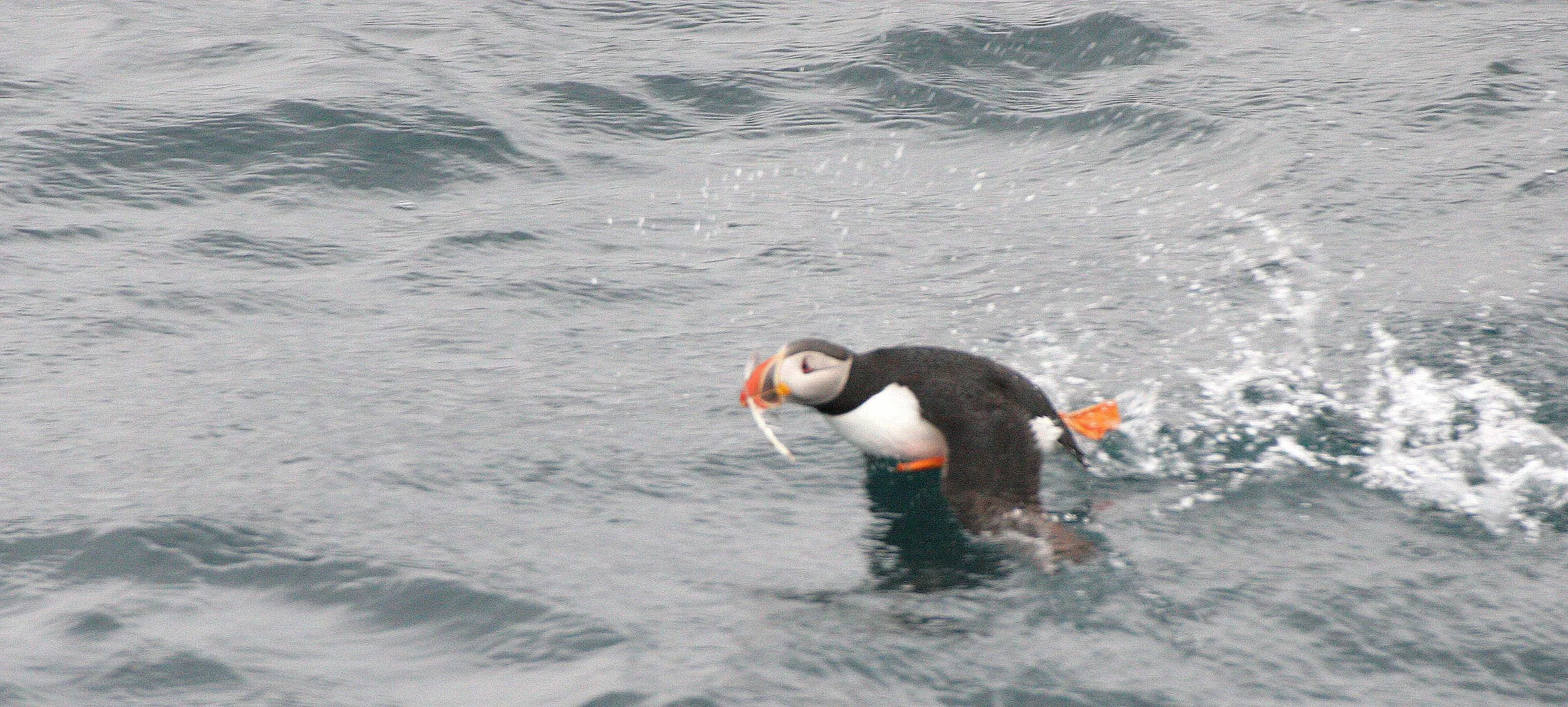 Fratercula arctica - ATLANTIC PUFFIN - SVALBARD (16).jpg
