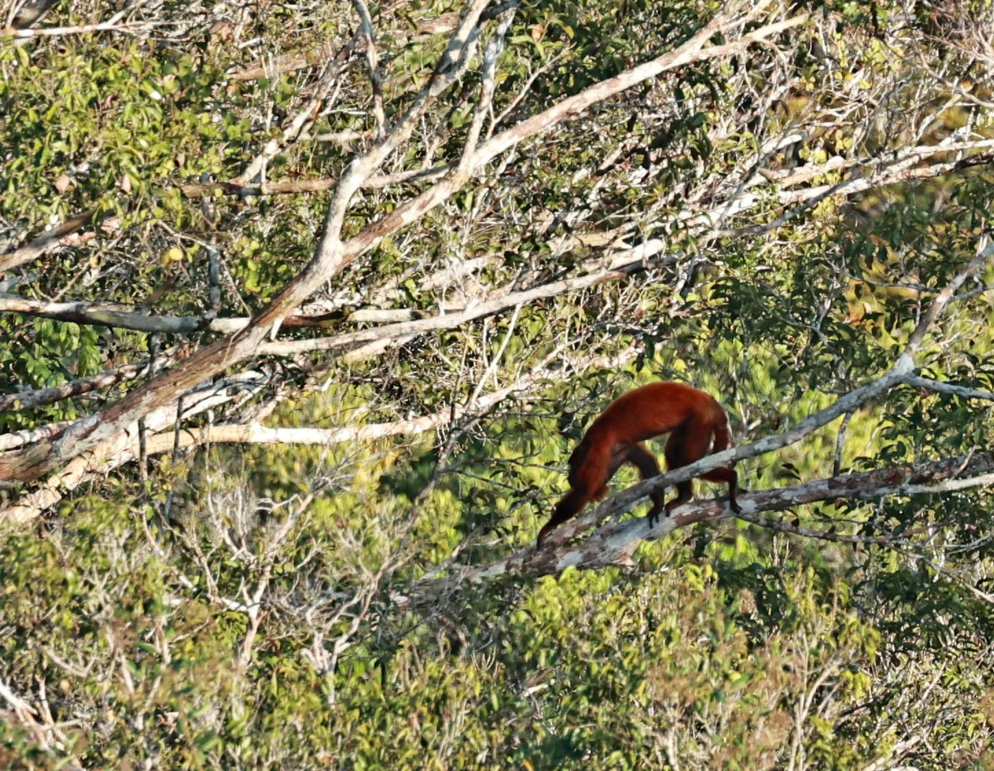 Atelidae - Alouatta macconnelli - Guyanan Red Howler - Museu da Amazonia Tower Park (MUSA), Manaus (11).jpg