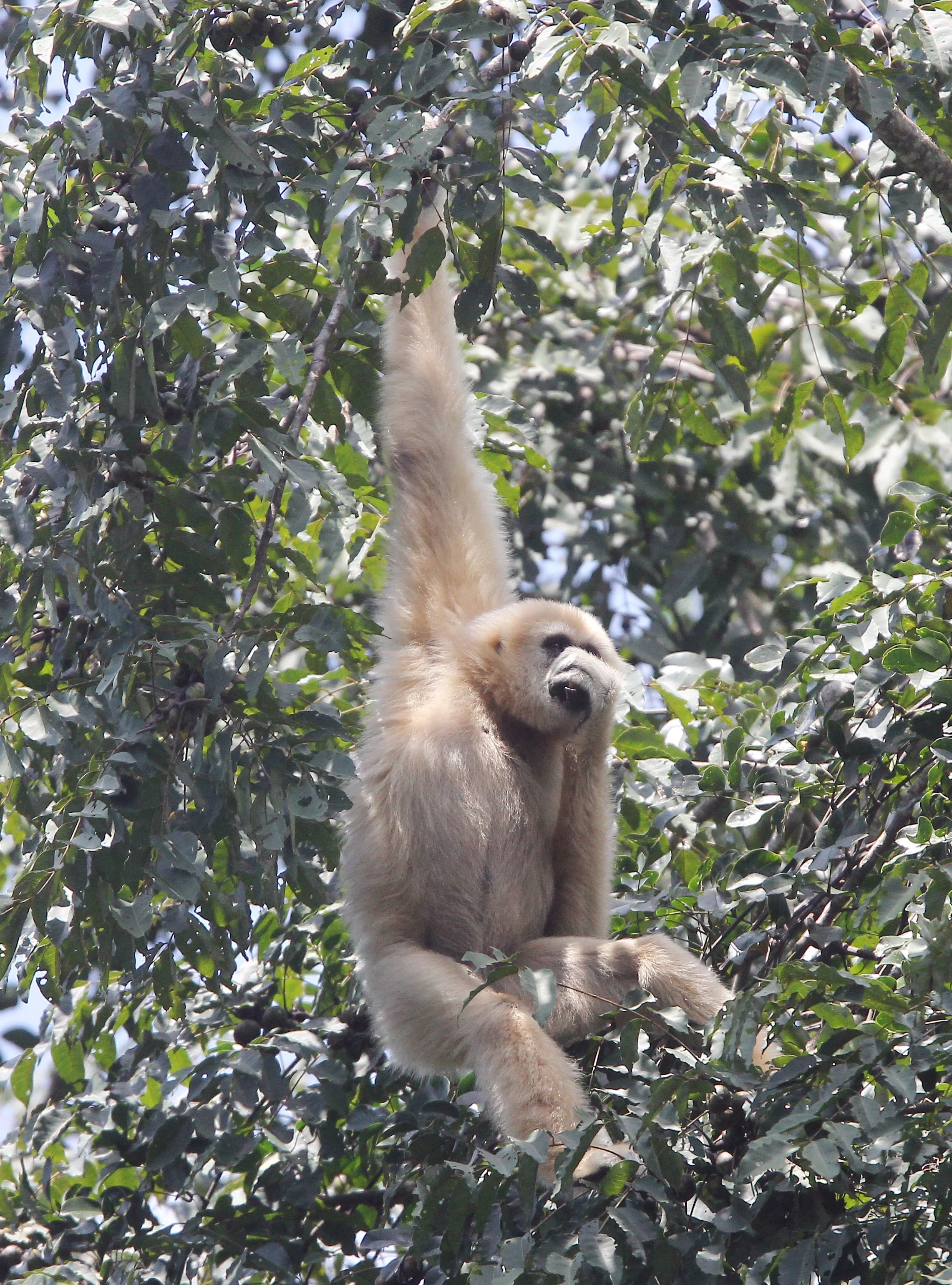 HYLOBATIDAE - Hylobates lar entelloides - LAR GIBBON (WHITE-HANDED) - KHAO YAI NATIONAL PARK THAILAND (122).JPG
