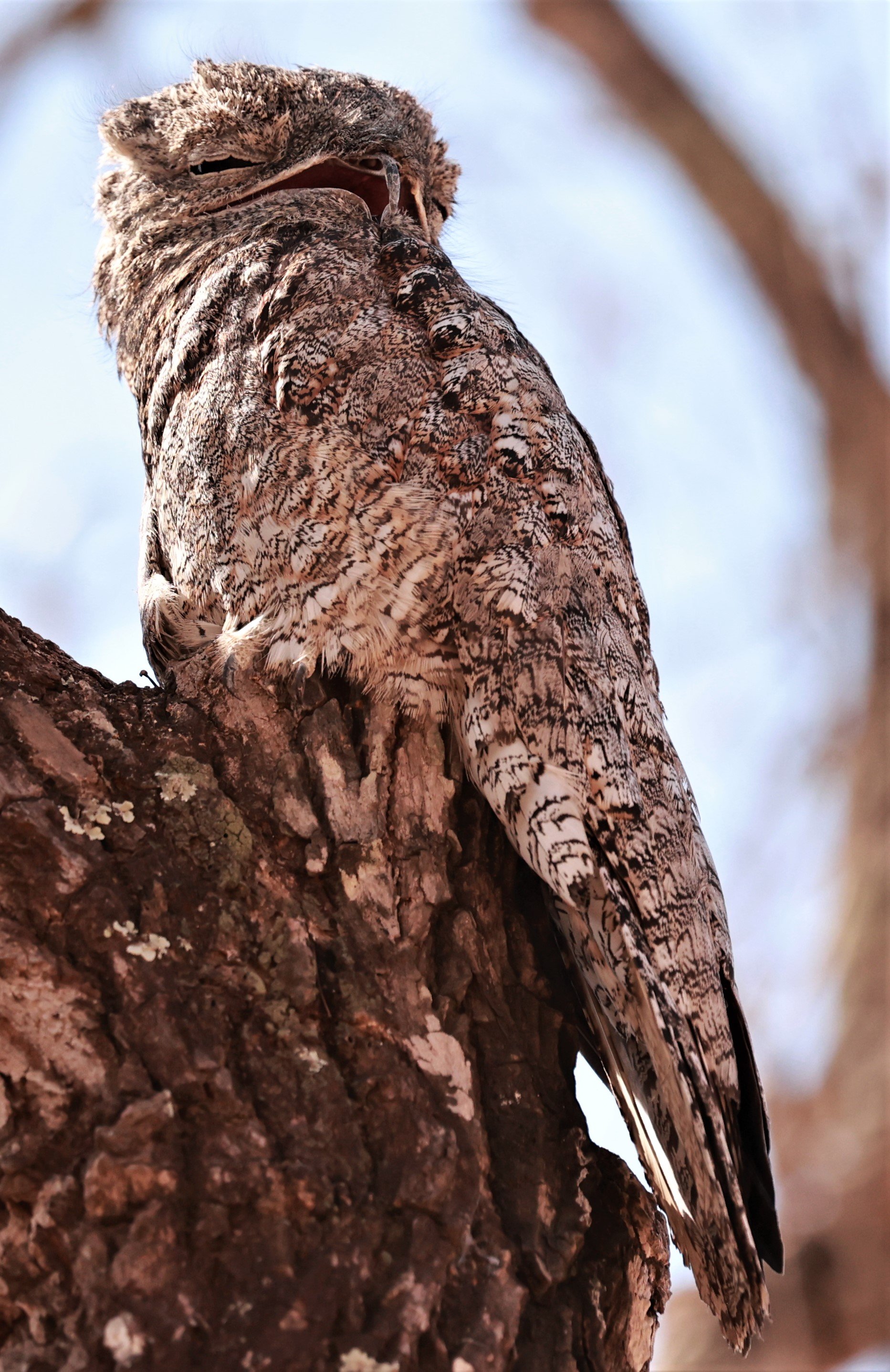 Potoo - Great Potoo - Nyctibius grandis - Porto Alegre Lodge, Pantanal (6).JPG