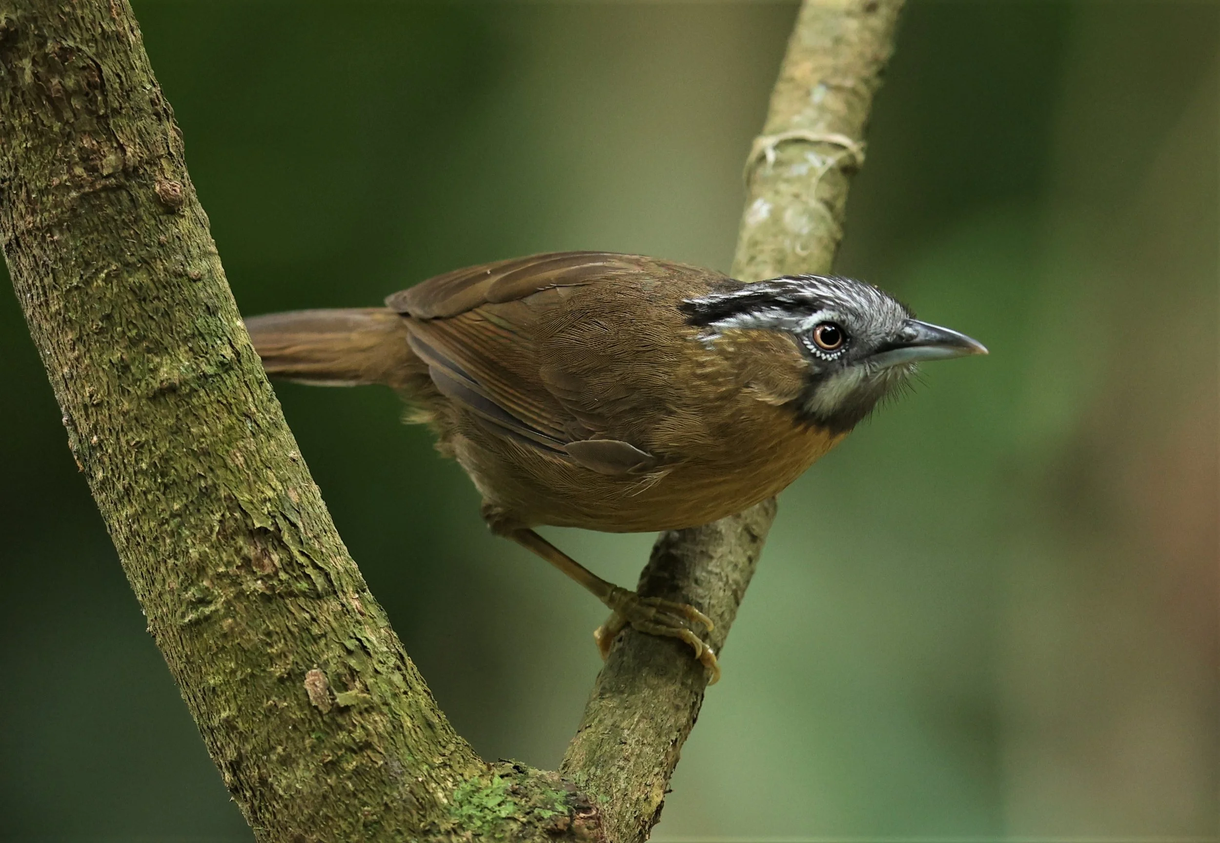 BABBLER - GREY-THROATED BABBLER - Stachyris nigriceps - DOI INTHANON NP CHIANG MAI, DEC 2021 (34).JPG