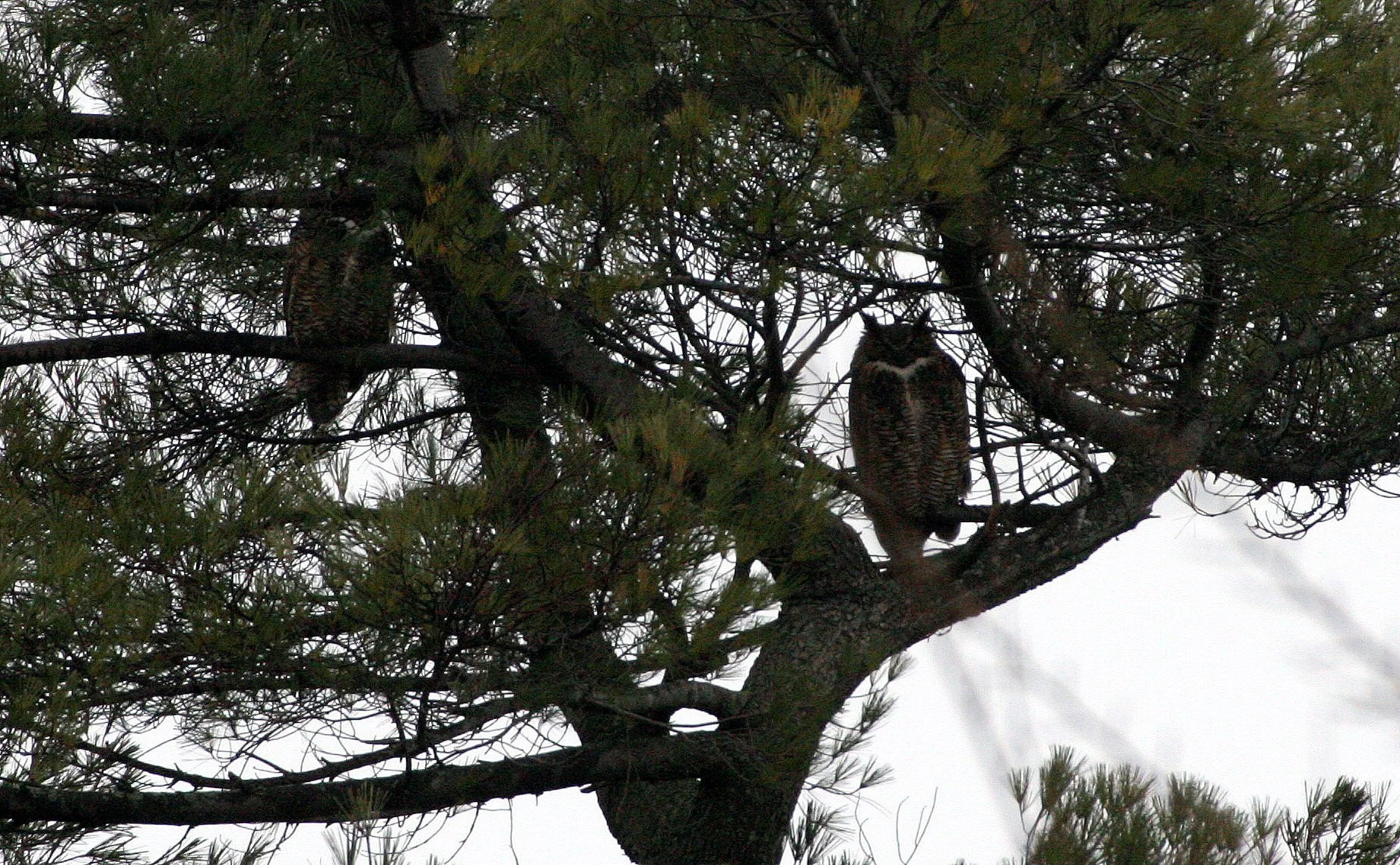Bubo virginianus - GREAT-HORNED OWL - GENEVA COURTHOUSE ILLINOIS (2).JPG