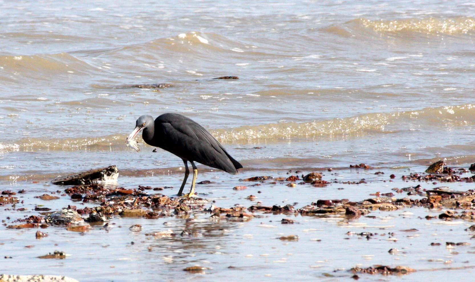 EGRET - PACIFIC REEF EGRET - Egretta sacra - KOH LANTA  (8).JPG