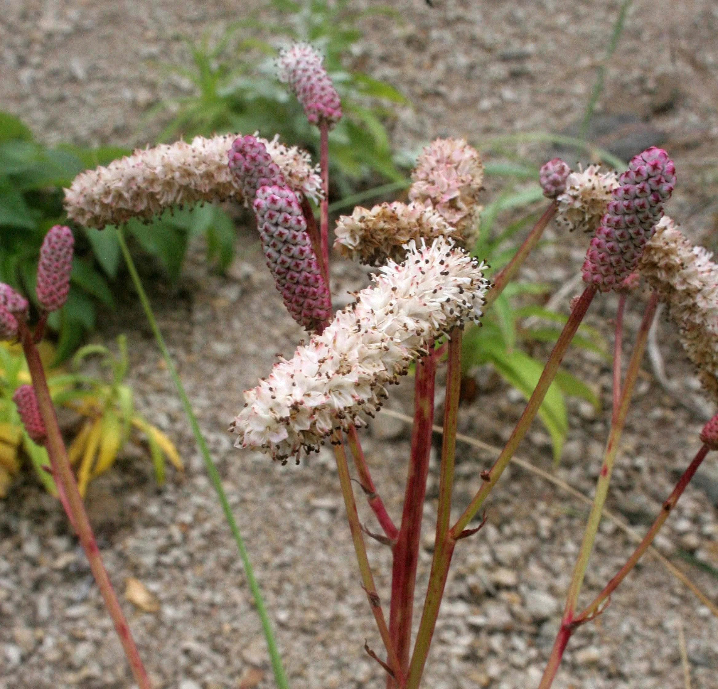 KURIL ISLANDS - FLORA  (81).jpg