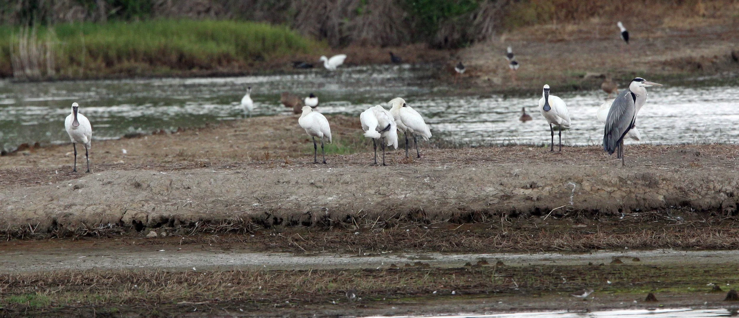 SPOONBILL - BLACK-FACED SPOONBILL - Platalea minor - MAI PO WETLANDS HONG KONG (35).JPG